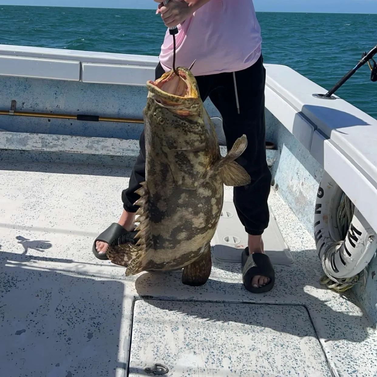 Atlantic goliath grouper caught on Fishbrain