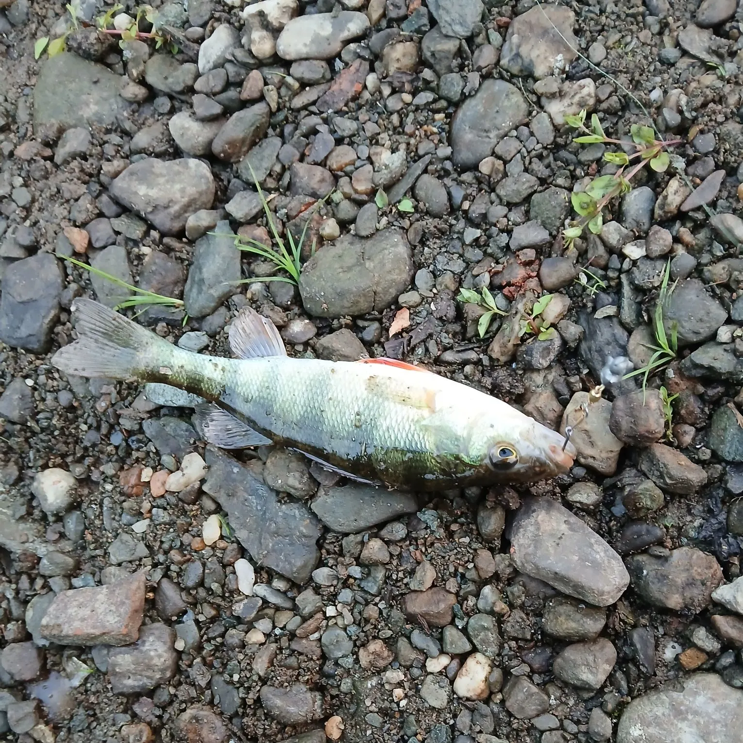 Yellow perch caught on Fishbrain