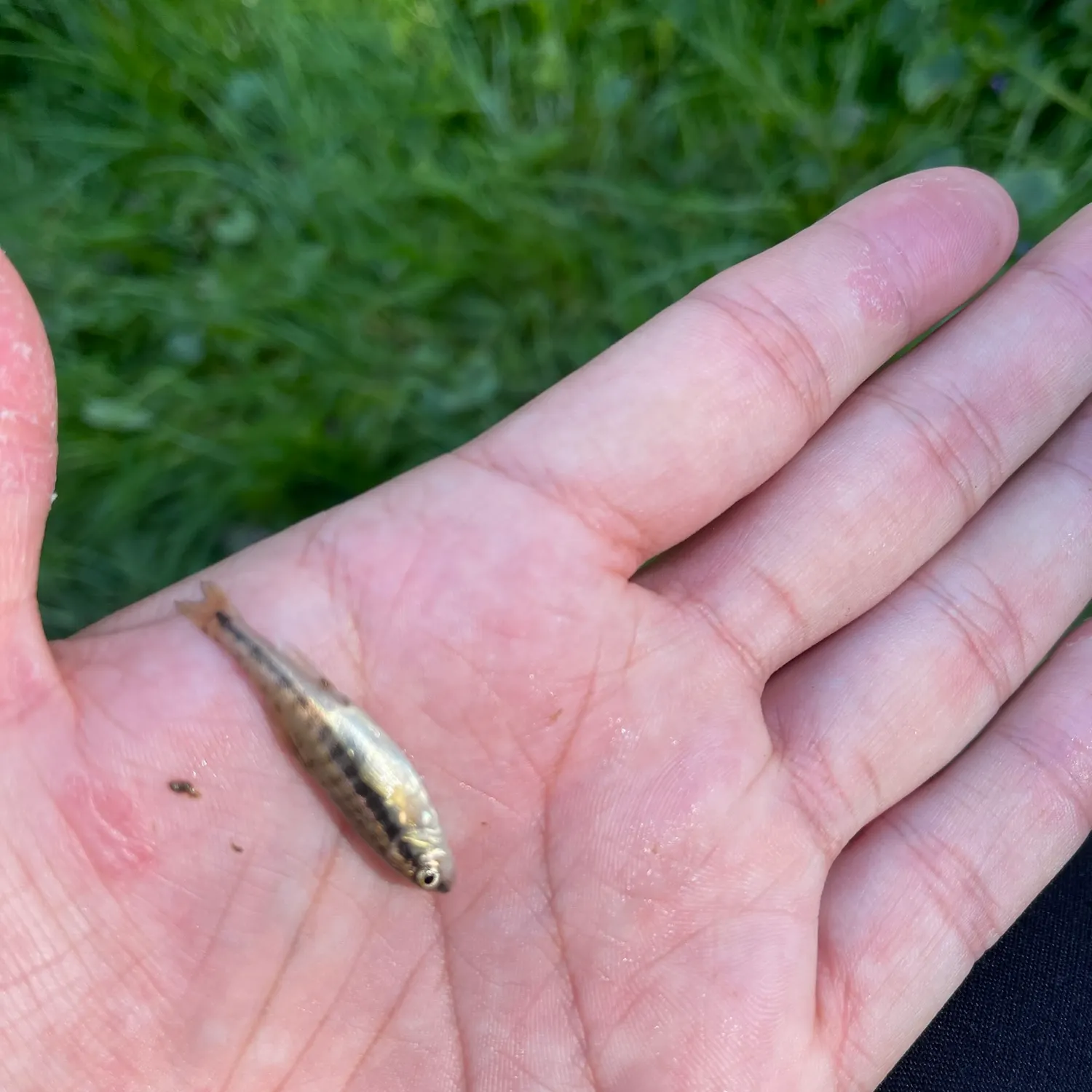 The most recent Eurasian minnow catches on Fishbrain