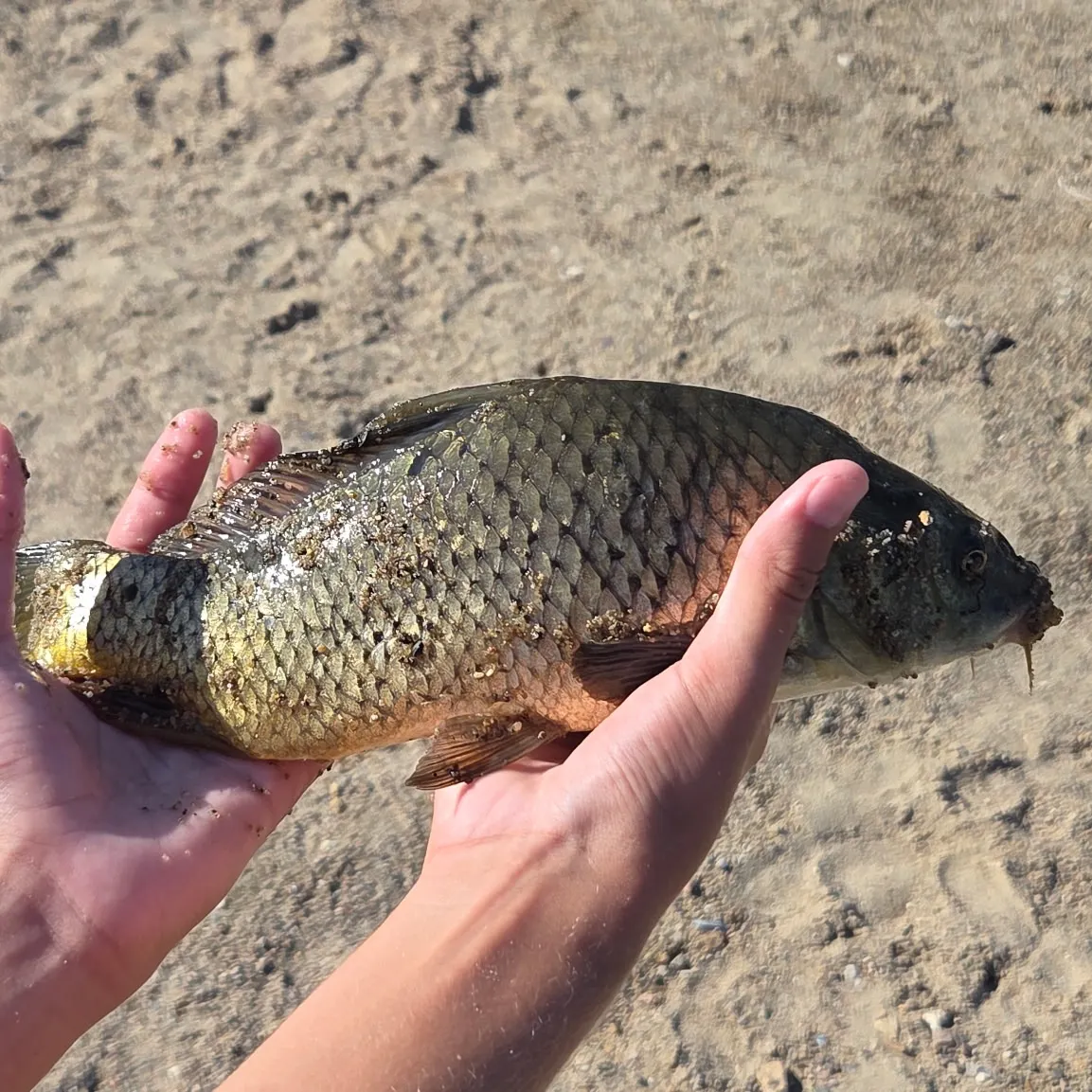 Common carp caught on Fishbrain