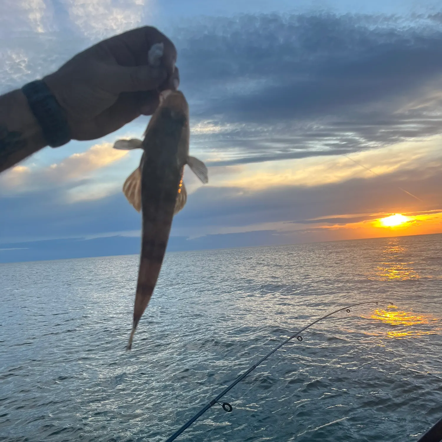 The most recent Sand flathead catches on Fishbrain