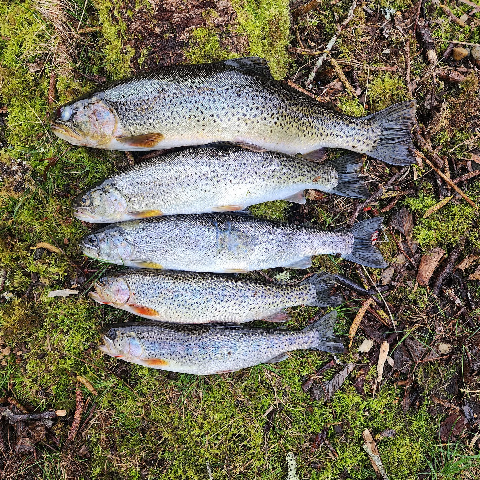 angler catch