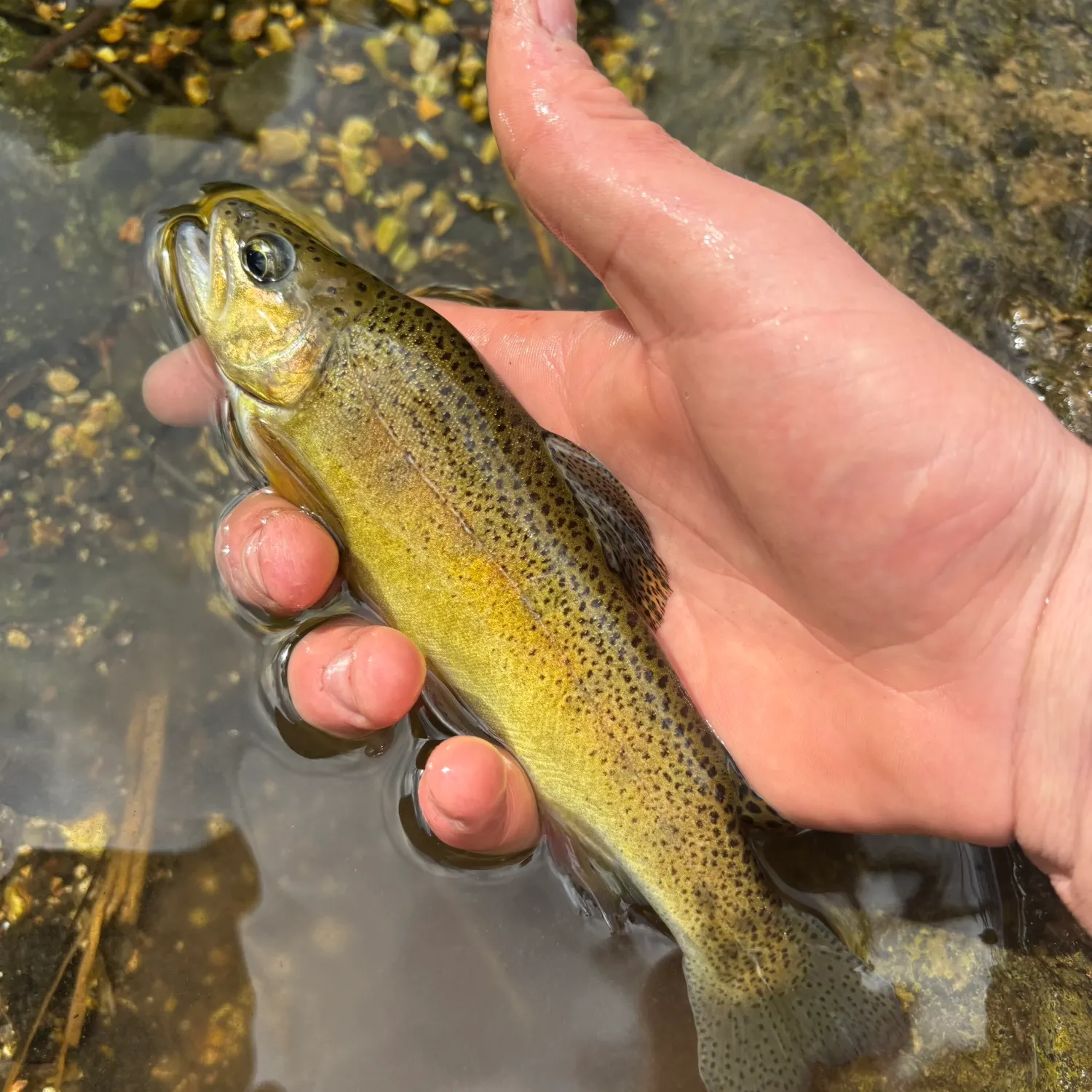 The most recent Gila trout catches on Fishbrain