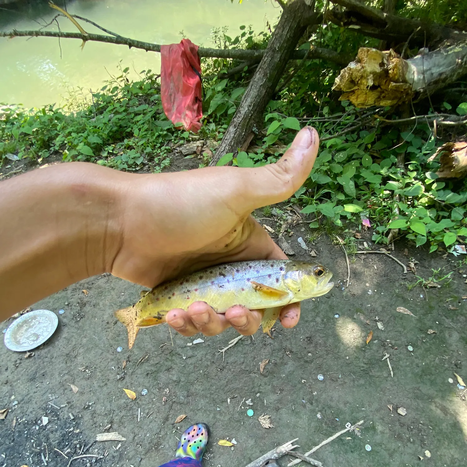 Lake trout caught on Fishbrain