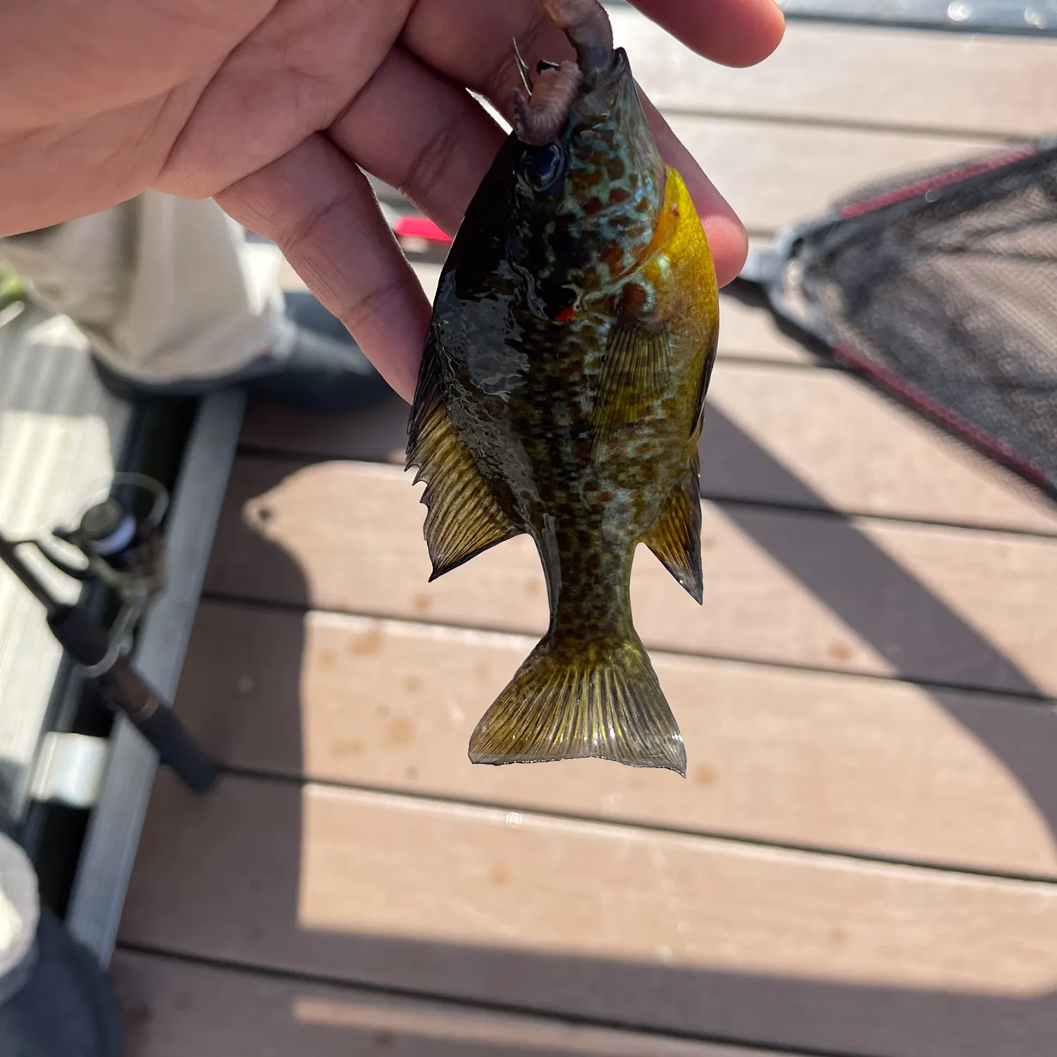 Pumpkinseed caught on Fishbrain