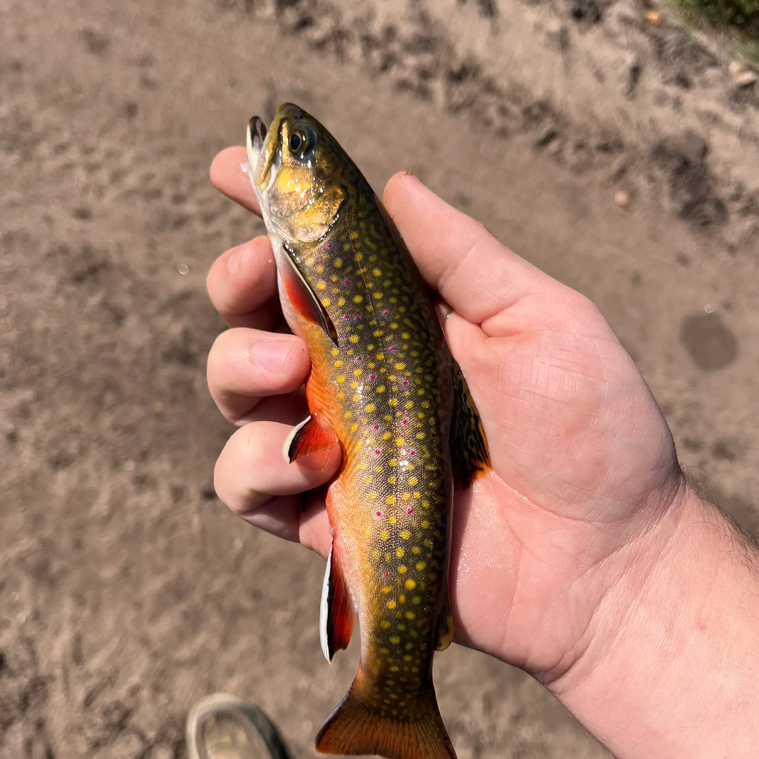 Brook trout caught on Fishbrain