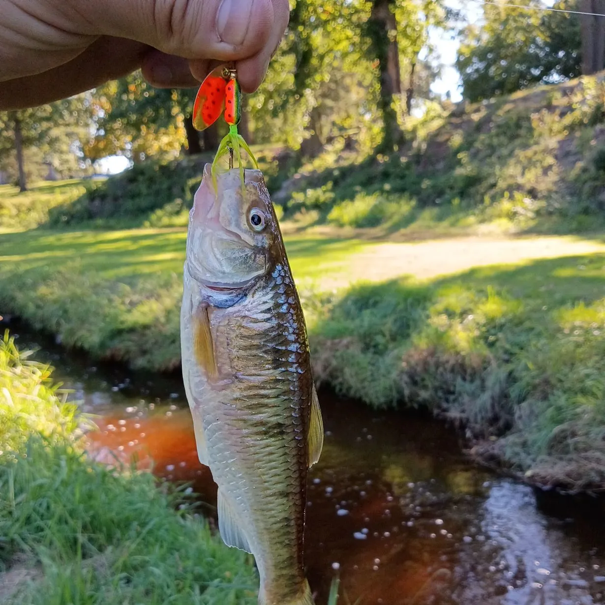 Striped shiner caught on Fishbrain