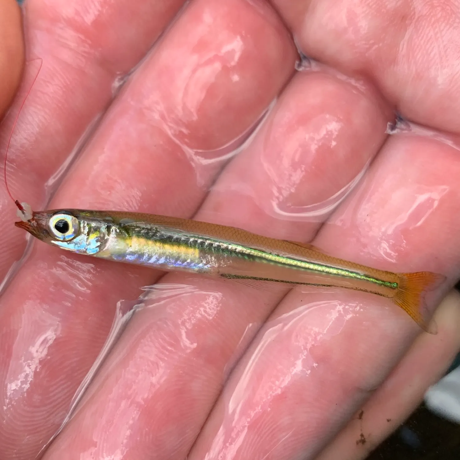 The most recent Golden silverside catches on Fishbrain