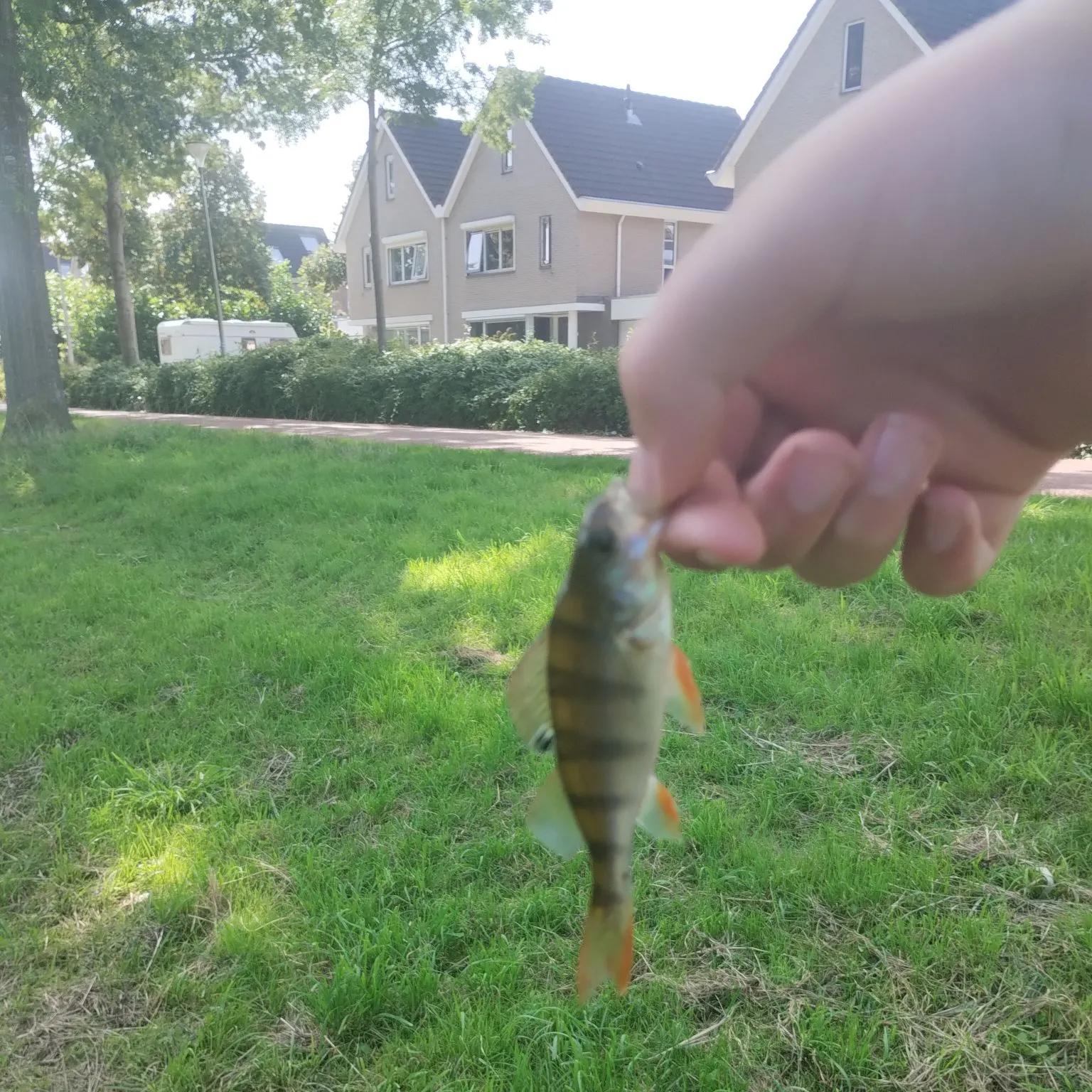European perch caught on Fishbrain