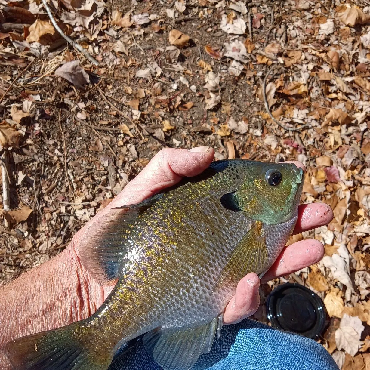 Bluegill caught on Fishbrain