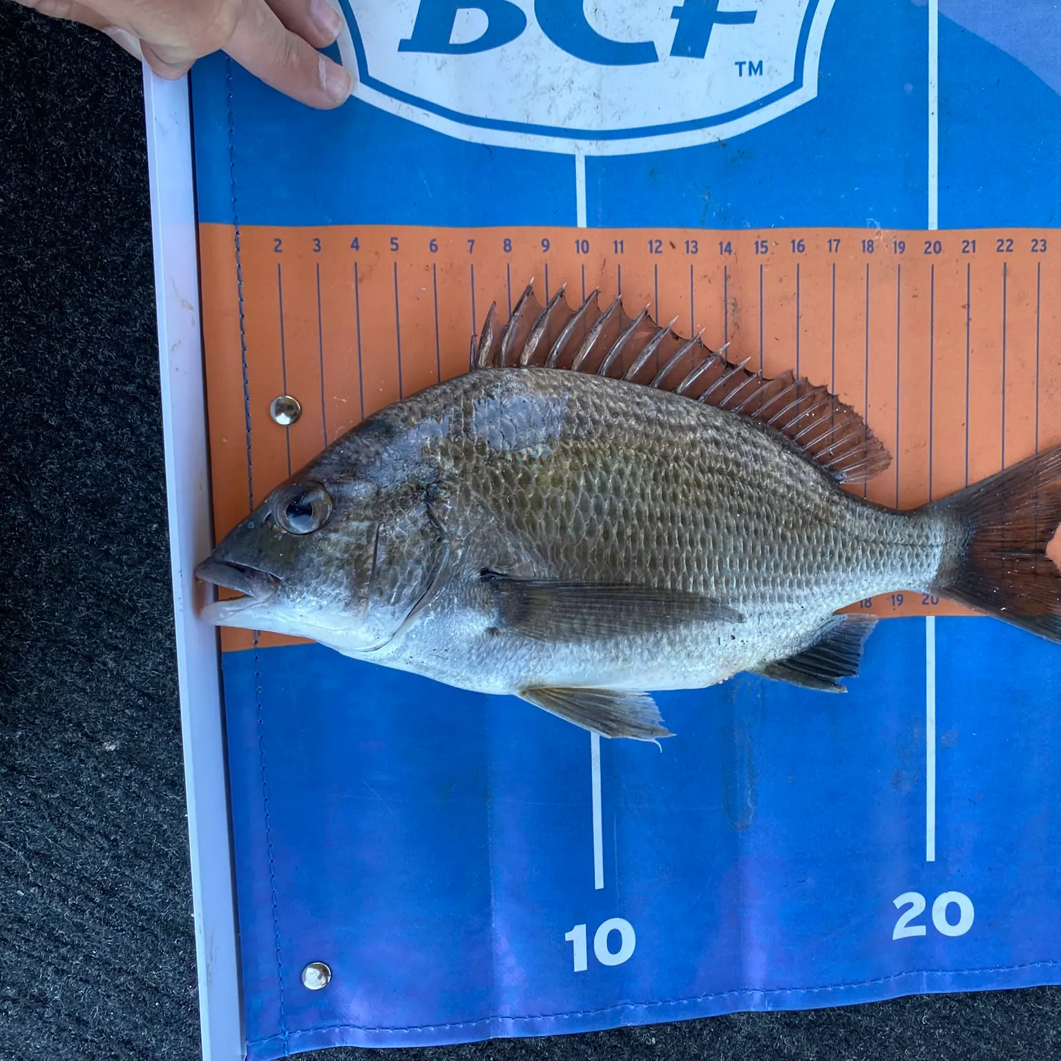 The most recent Southern black bream catches on Fishbrain