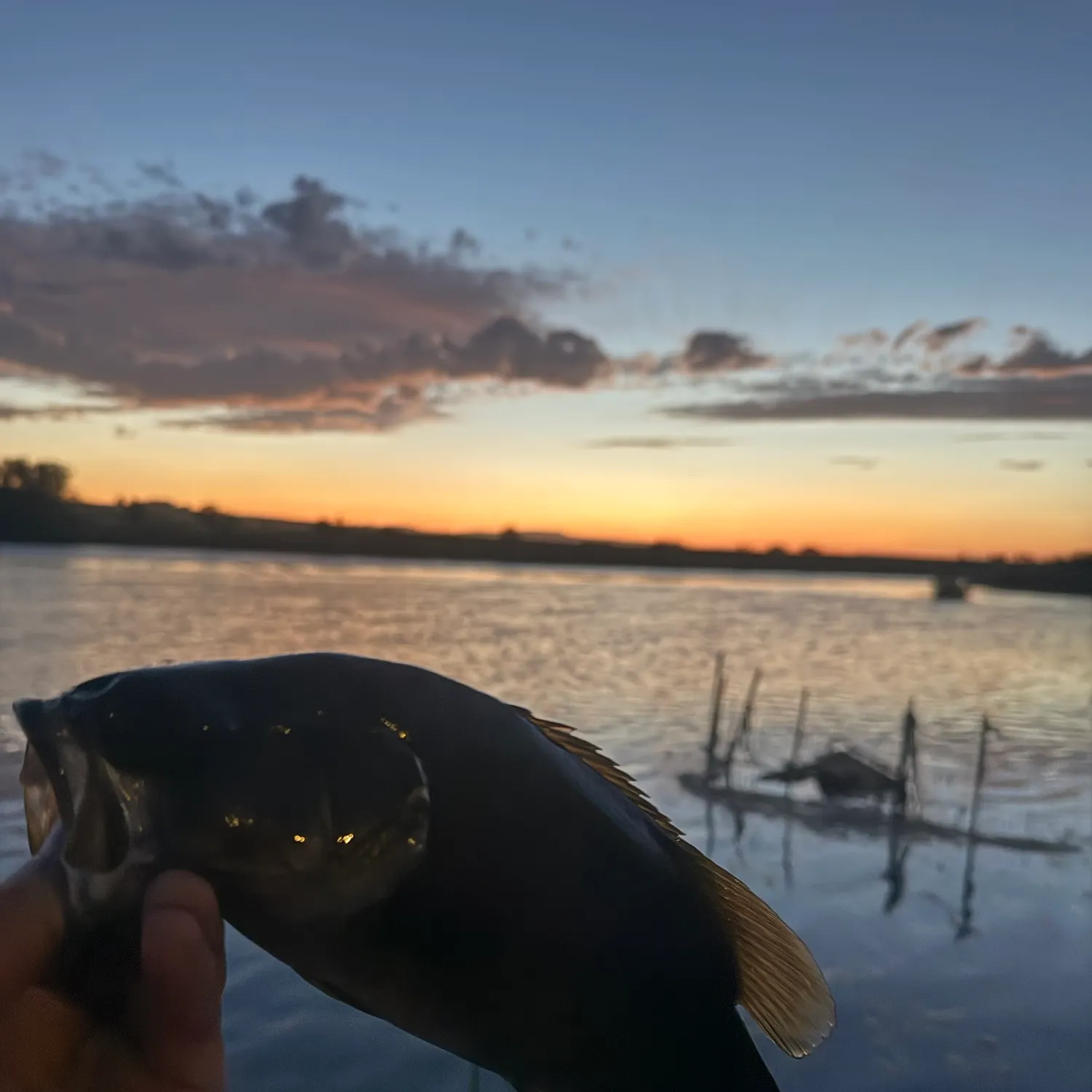 Smallmouth bass caught on Fishbrain
