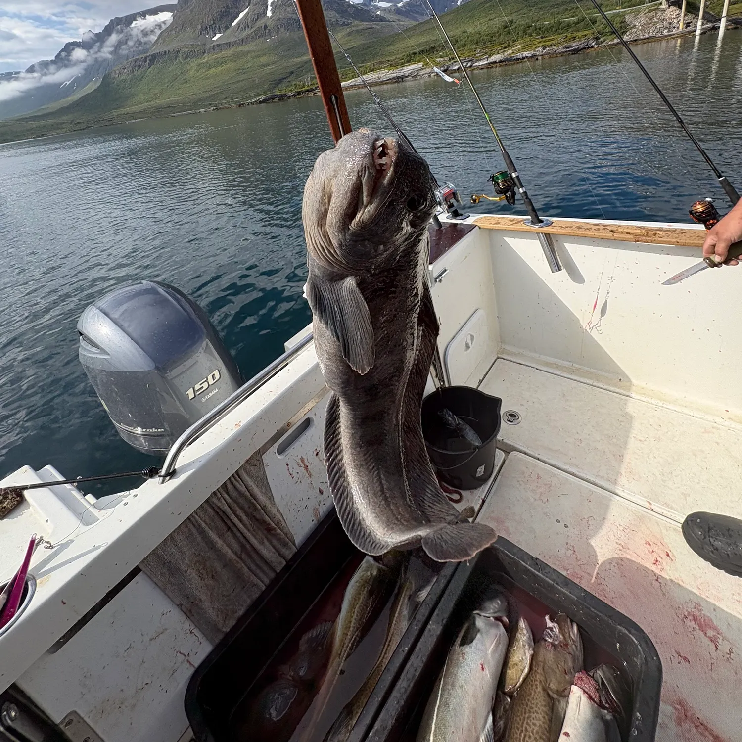 The most recent Atlantic wolffish catches on Fishbrain