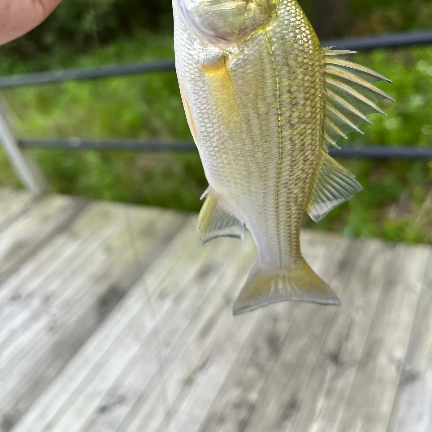 White perch caught on Fishbrain
