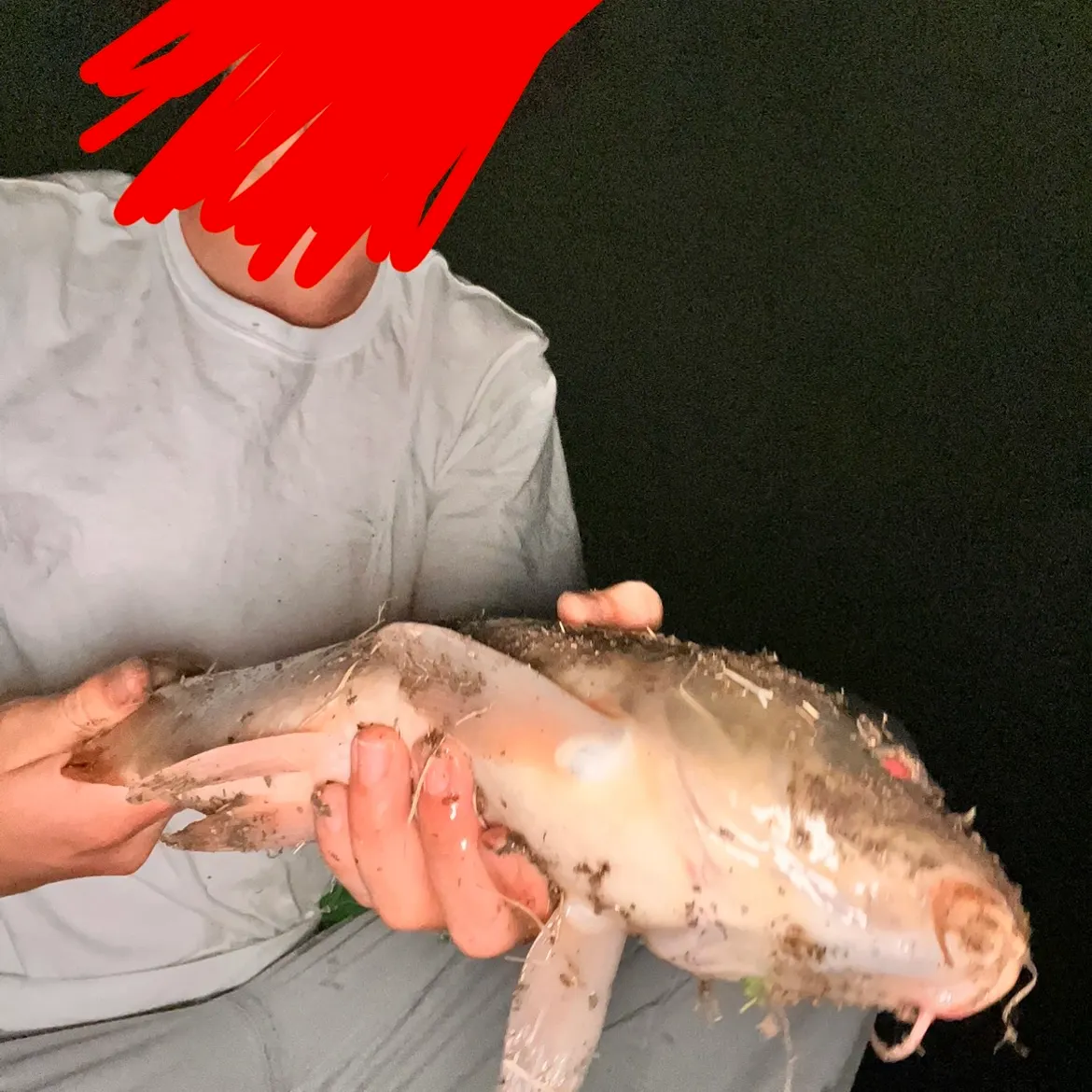 Common carp caught on Fishbrain