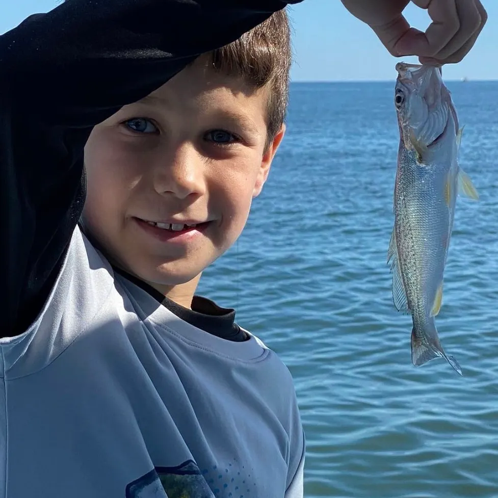 Spotted seatrout caught on Fishbrain