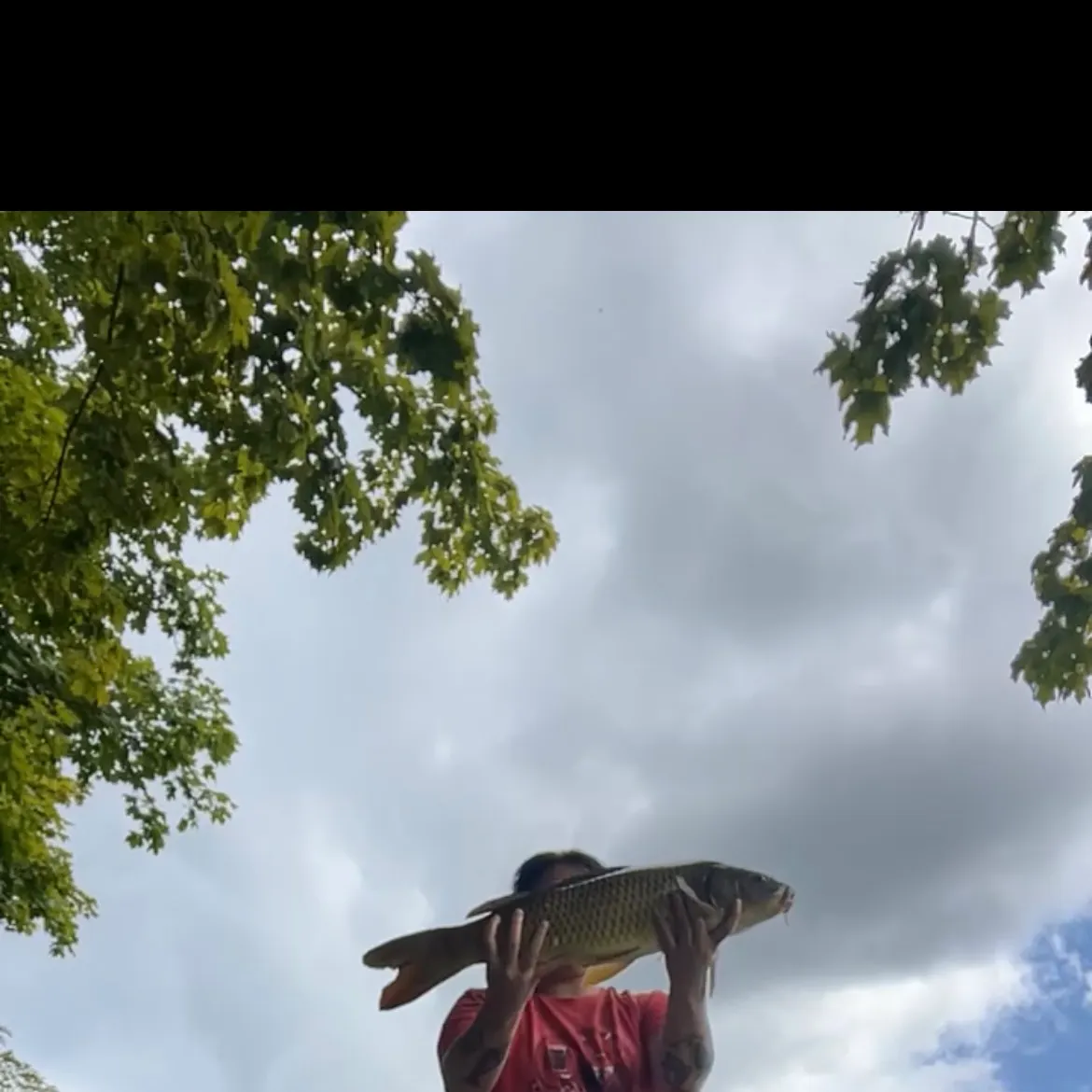 Common carp caught on Fishbrain