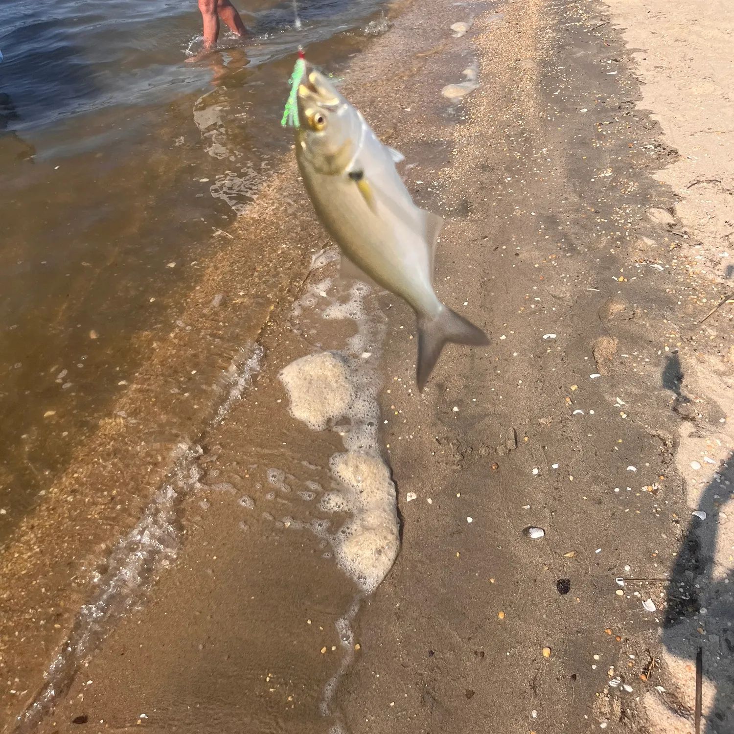 Bluefish caught on Fishbrain