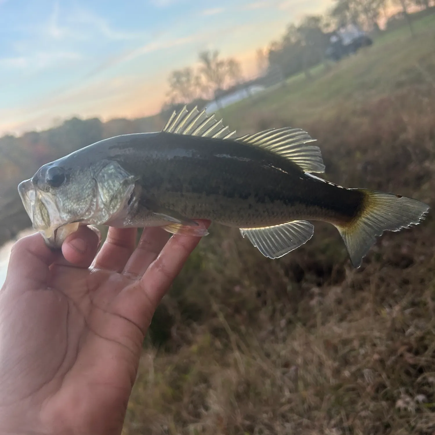 Largemouth bass caught on Fishbrain