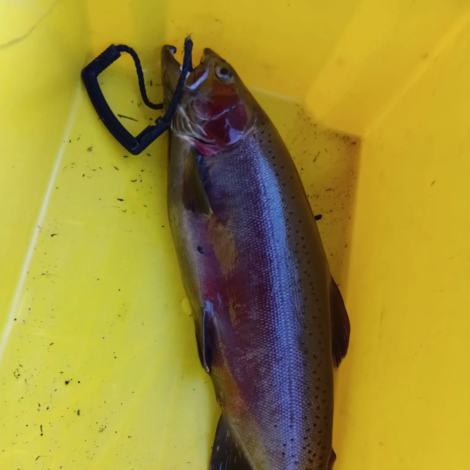 Rainbow trout caught on Fishbrain