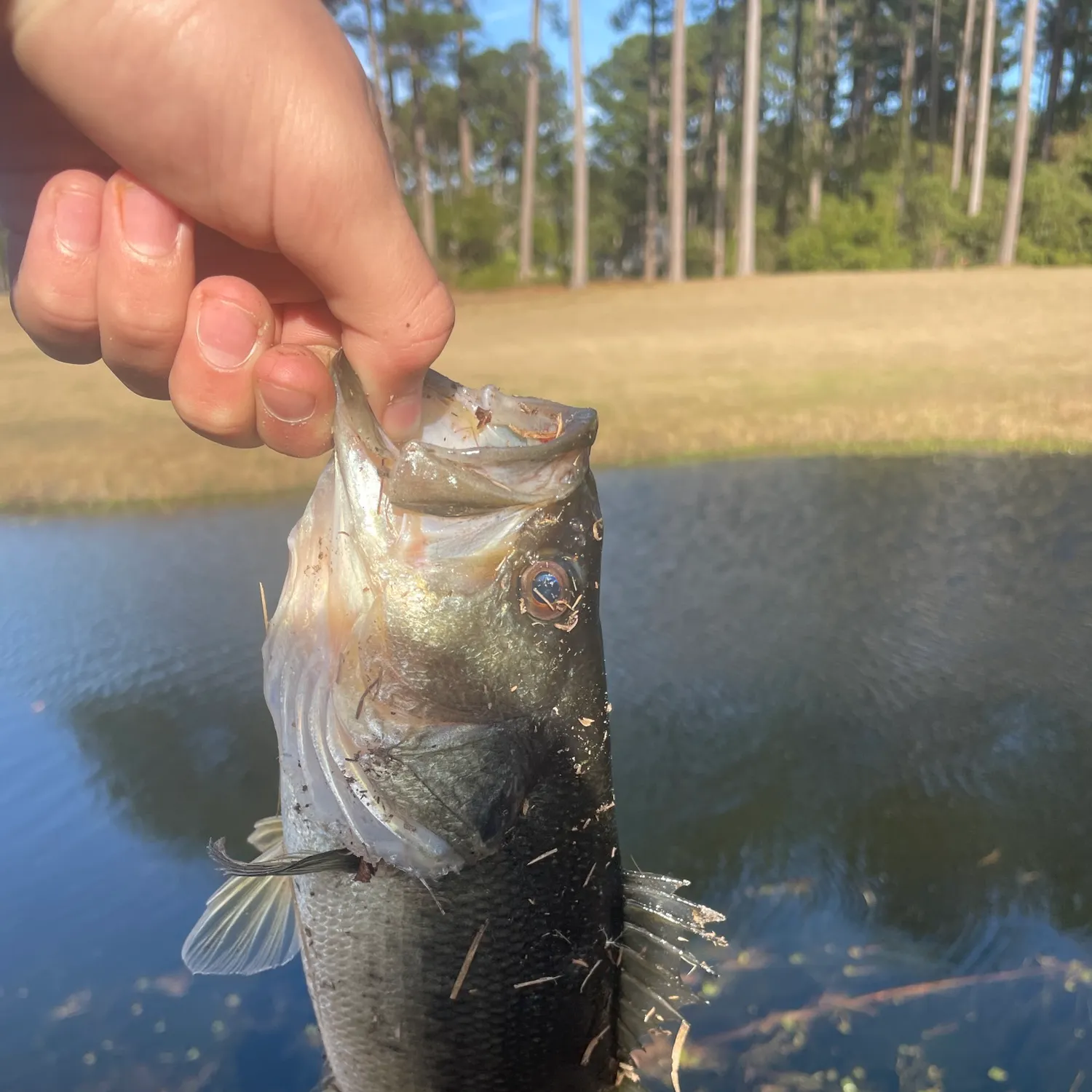 The most recent Largemouth bass catches on Fishbrain
