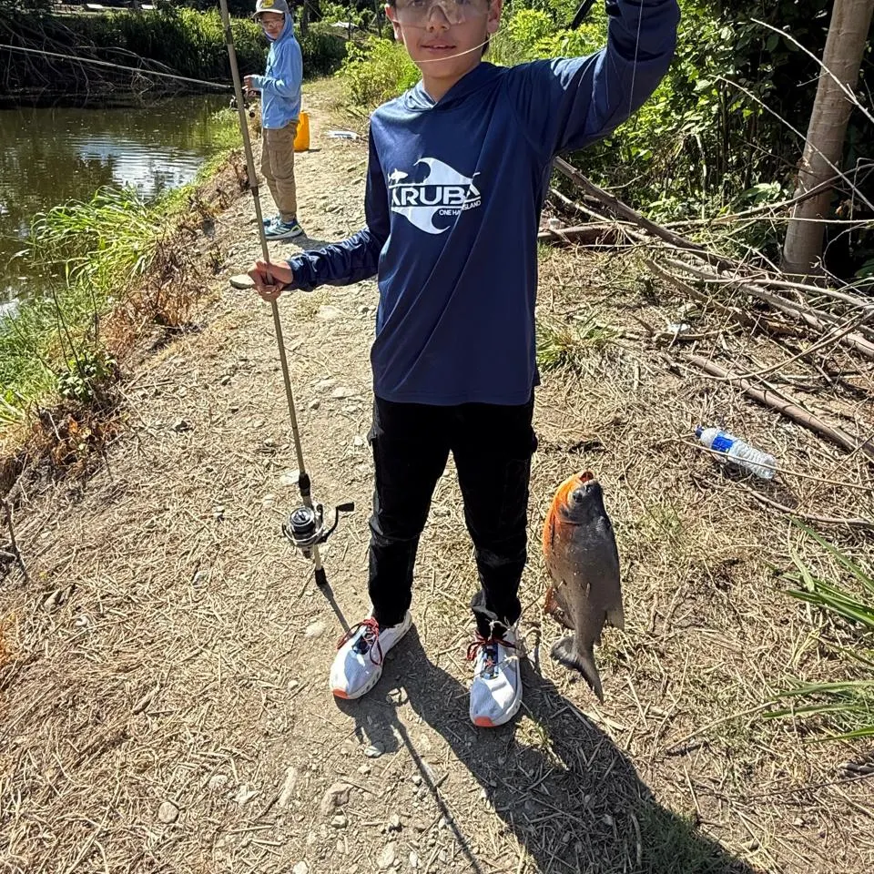The most recent Red-bellied pacu catches on Fishbrain