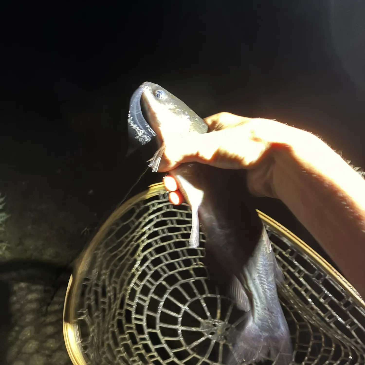 Channel catfish caught on Fishbrain
