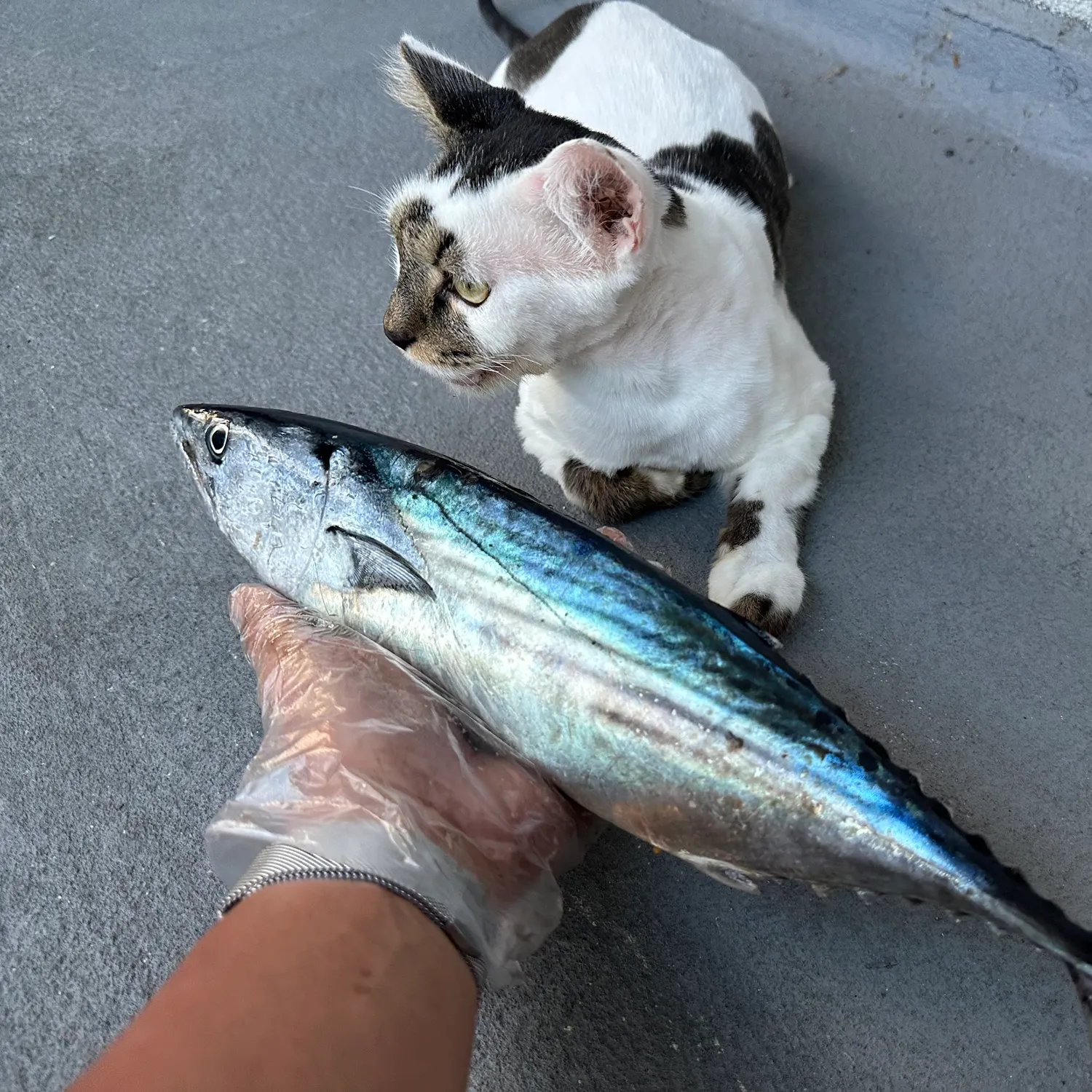 Pacific bonito caught on Fishbrain