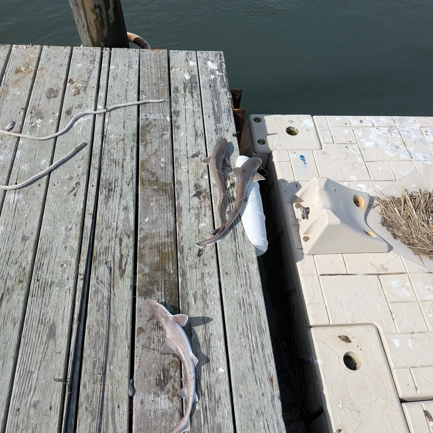 Dusky smooth-hound caught on Fishbrain