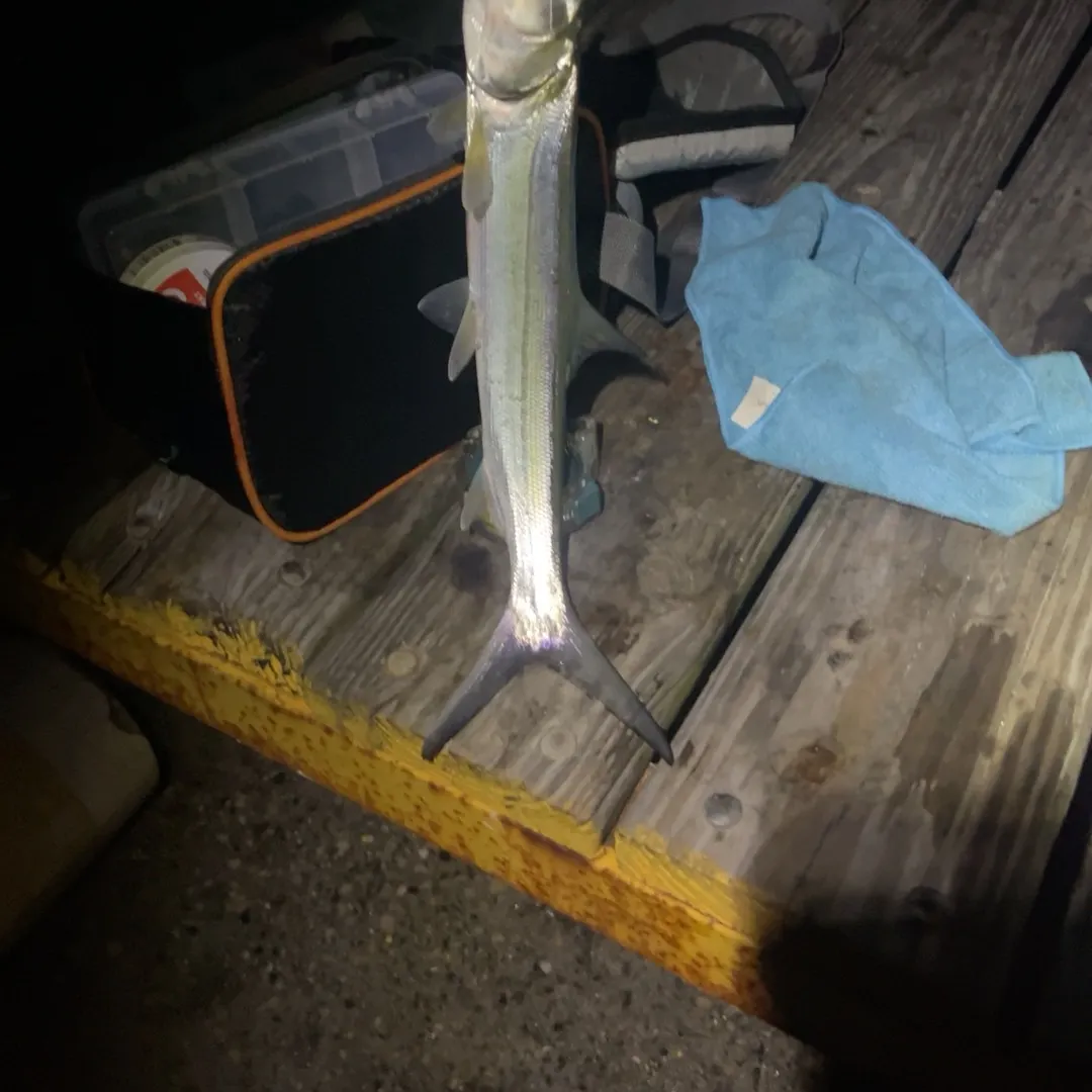 The most recent Ladyfish catches on Fishbrain