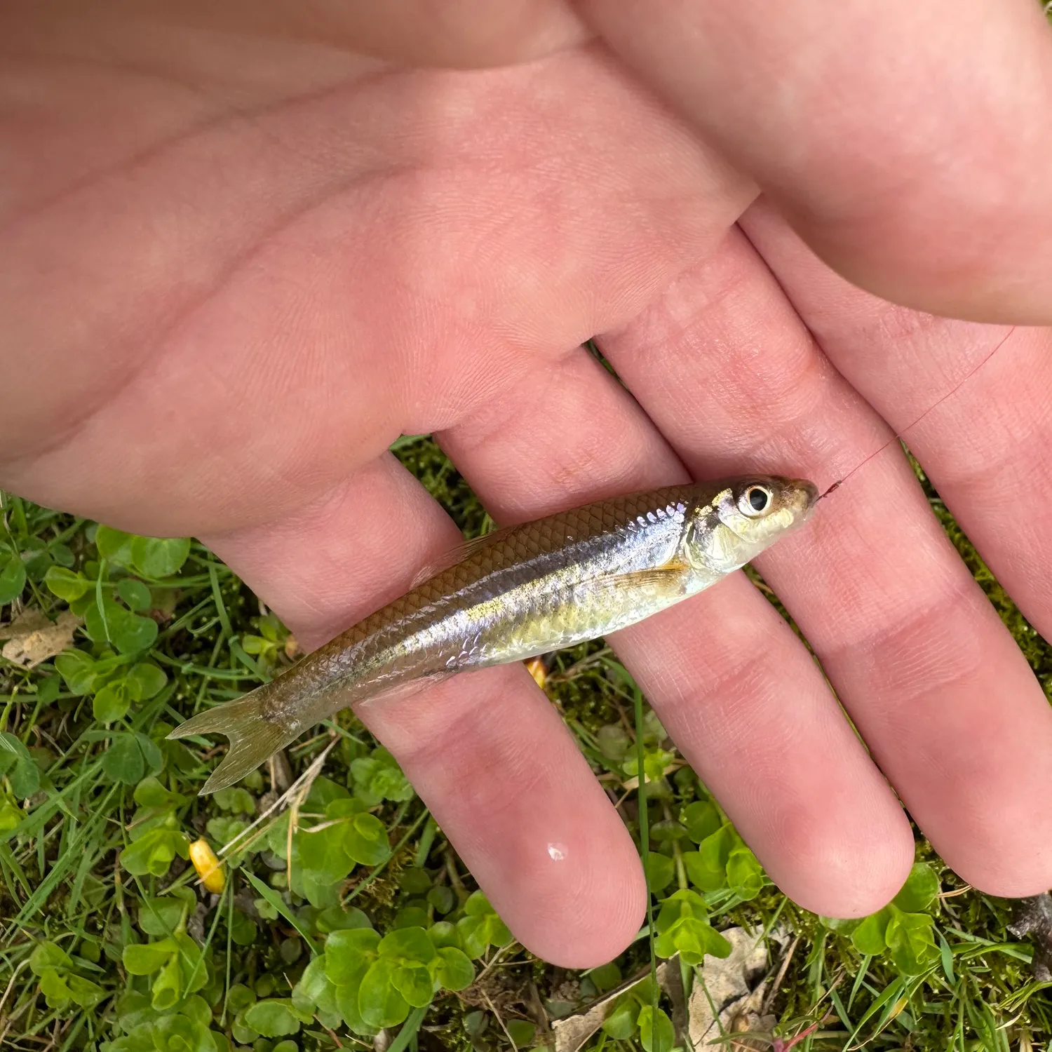 The most recent Silverjaw minnow catches on Fishbrain
