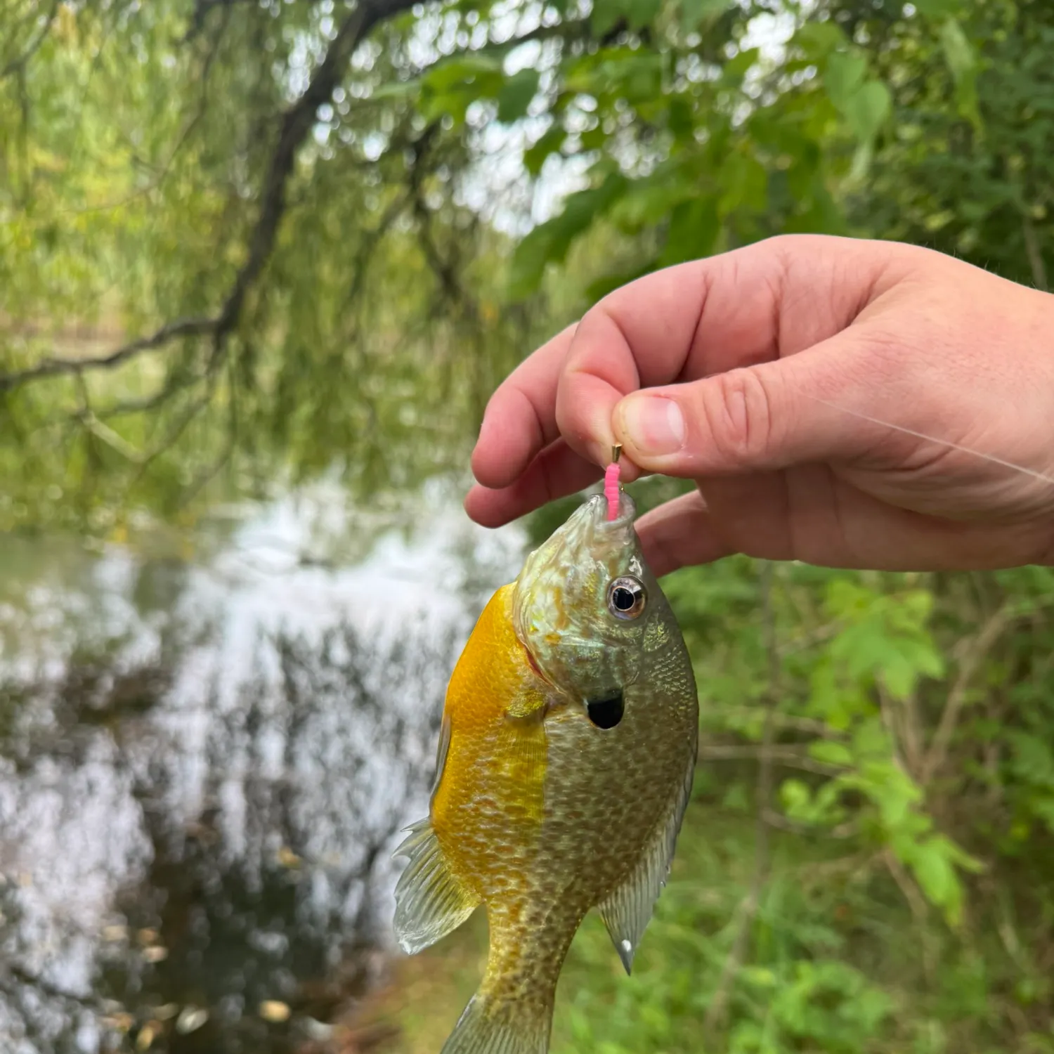 Bluegill caught on Fishbrain