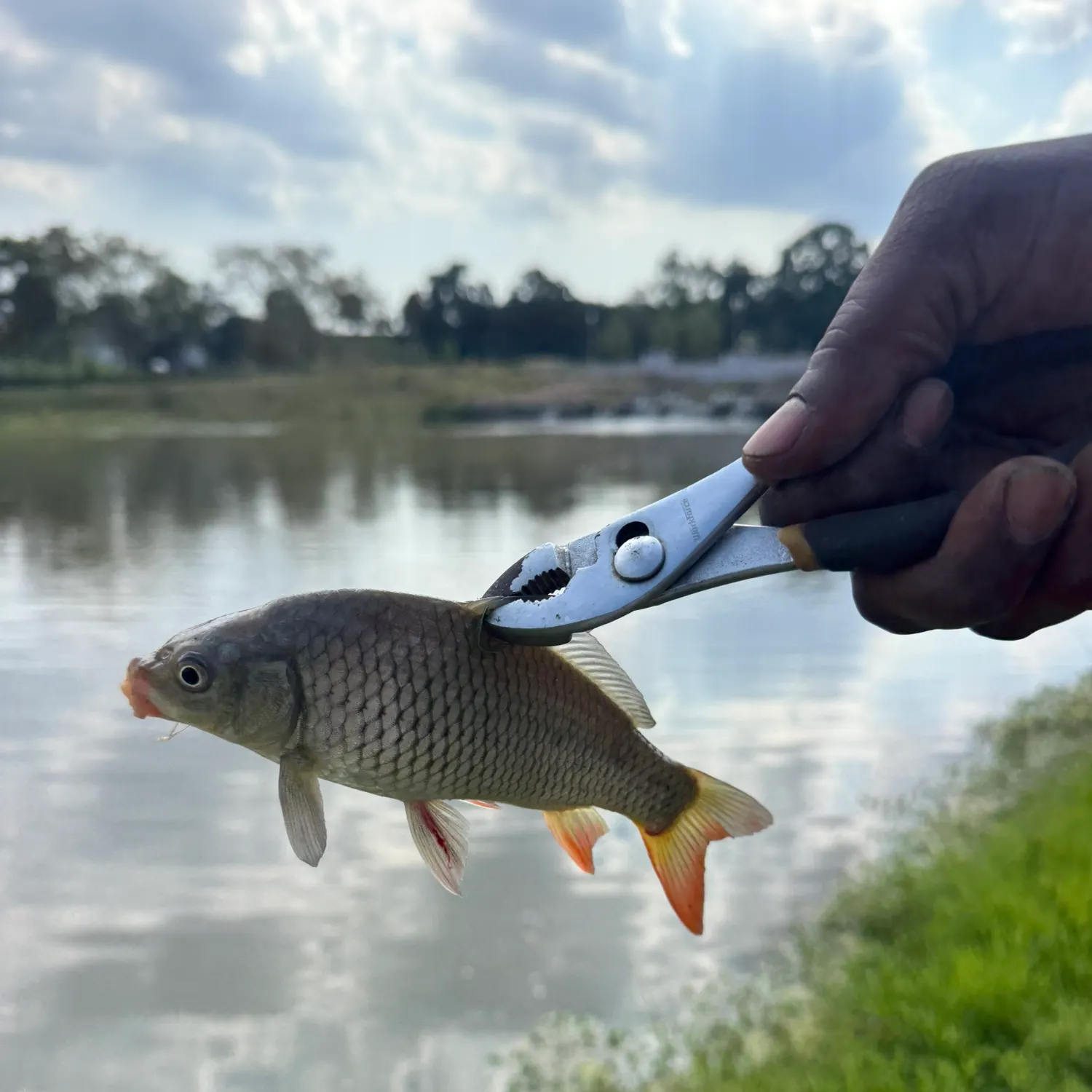 Common carp caught on Fishbrain