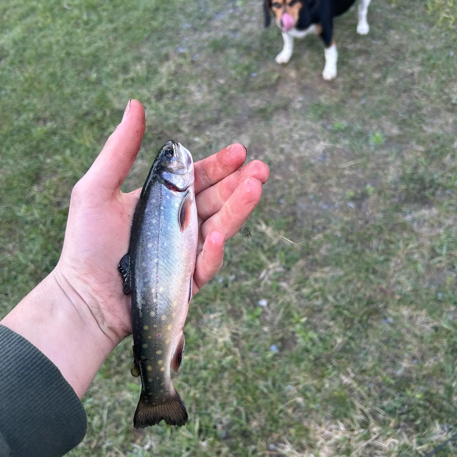 The most recent Brook trout catches on Fishbrain