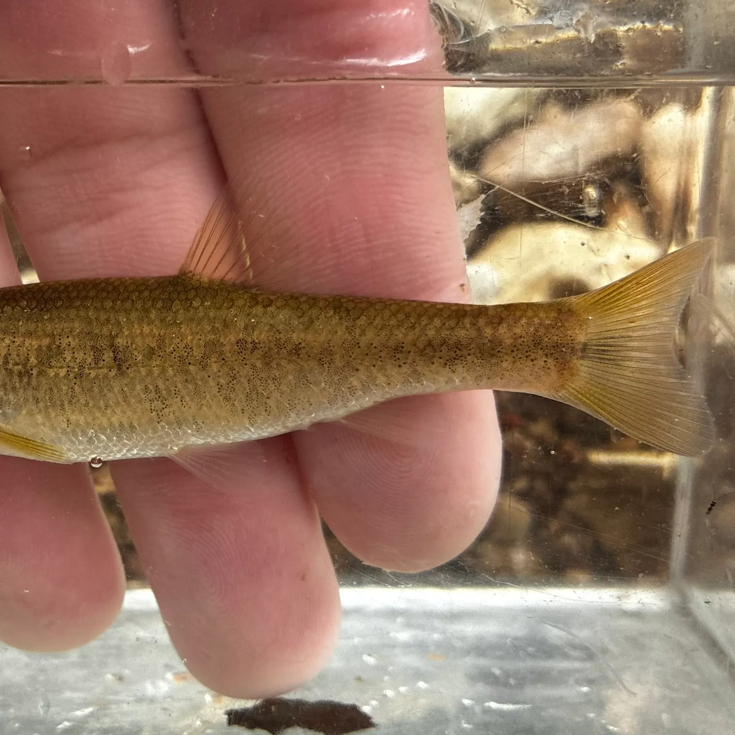 The most recent Central stoneroller catches on Fishbrain