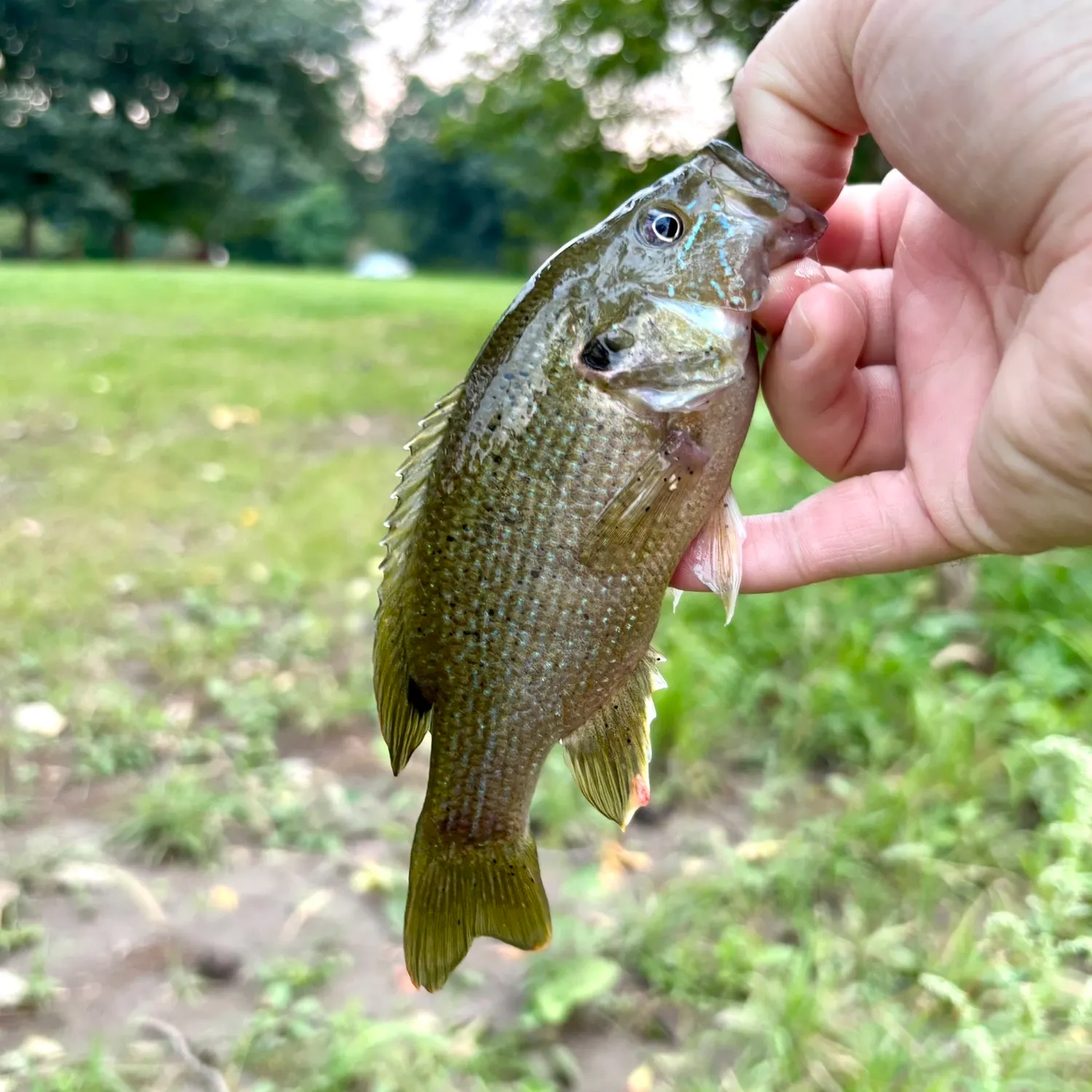 Green sunfish caught on Fishbrain