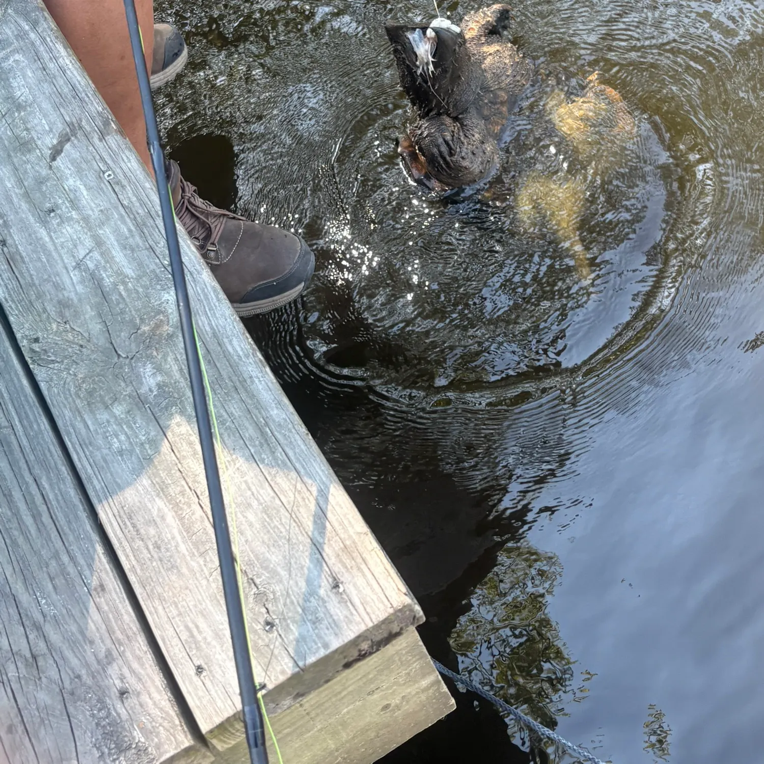 Alligator snapping turtle caught on Fishbrain