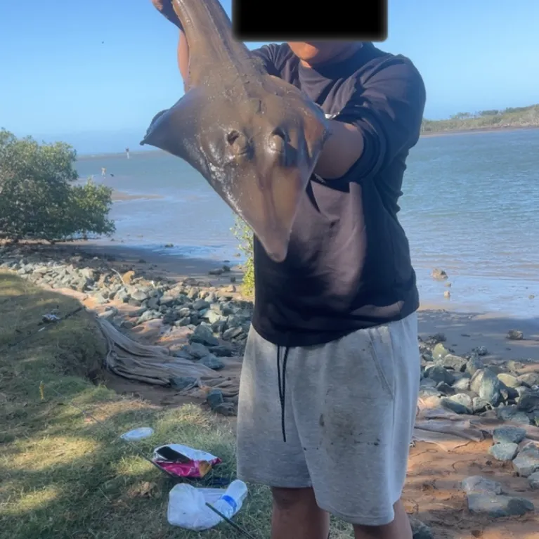 The most recent Common guitarfish catches on Fishbrain