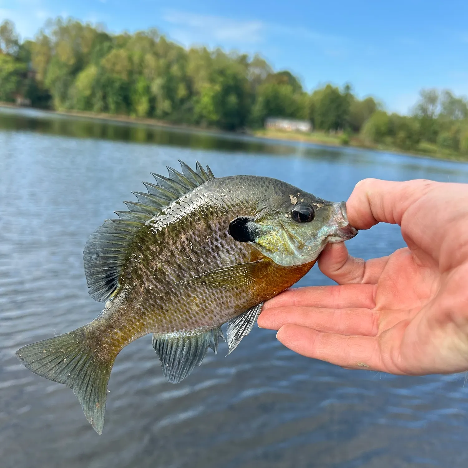 Bluegill caught on Fishbrain