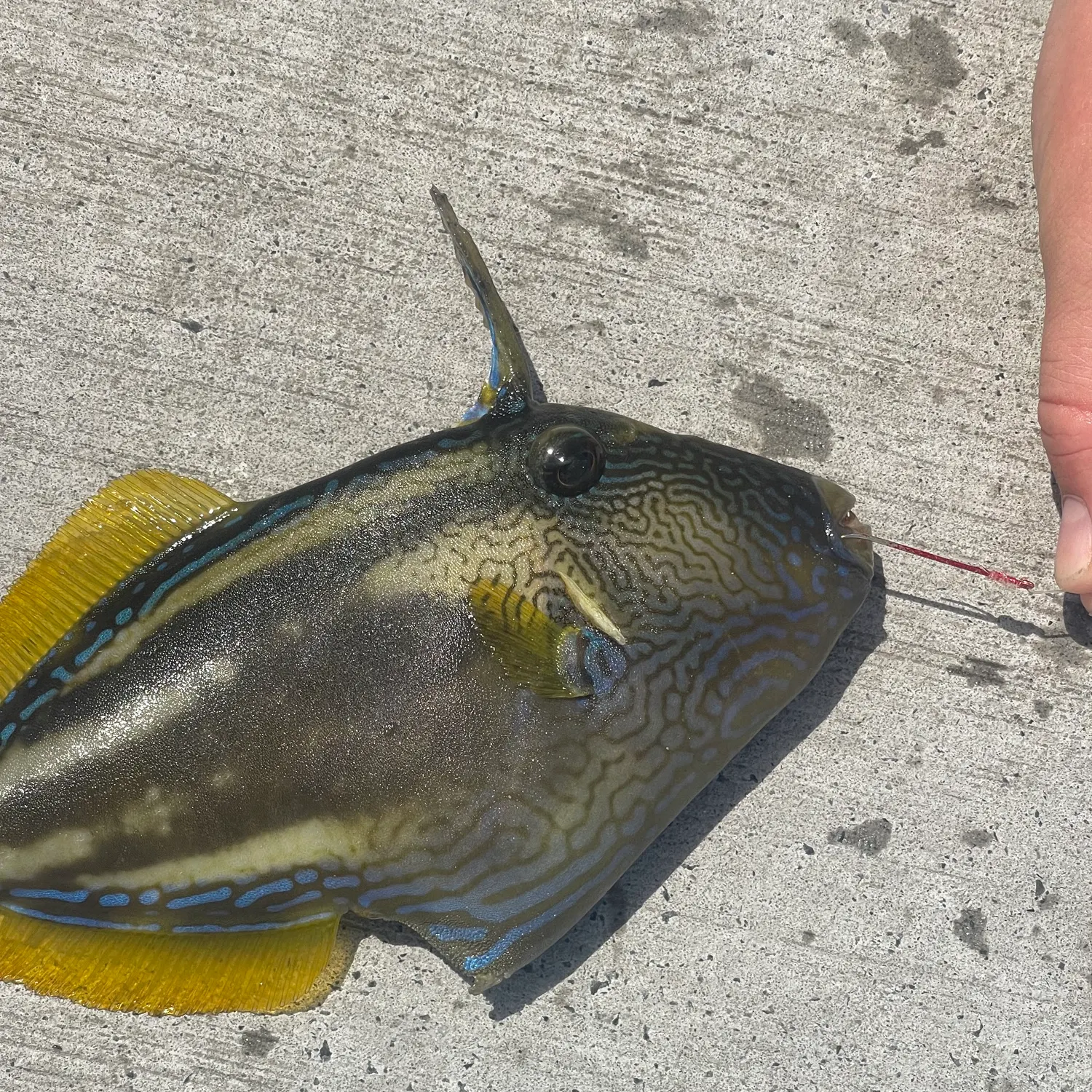 The most recent Large-scaled leatherjacket catches on Fishbrain