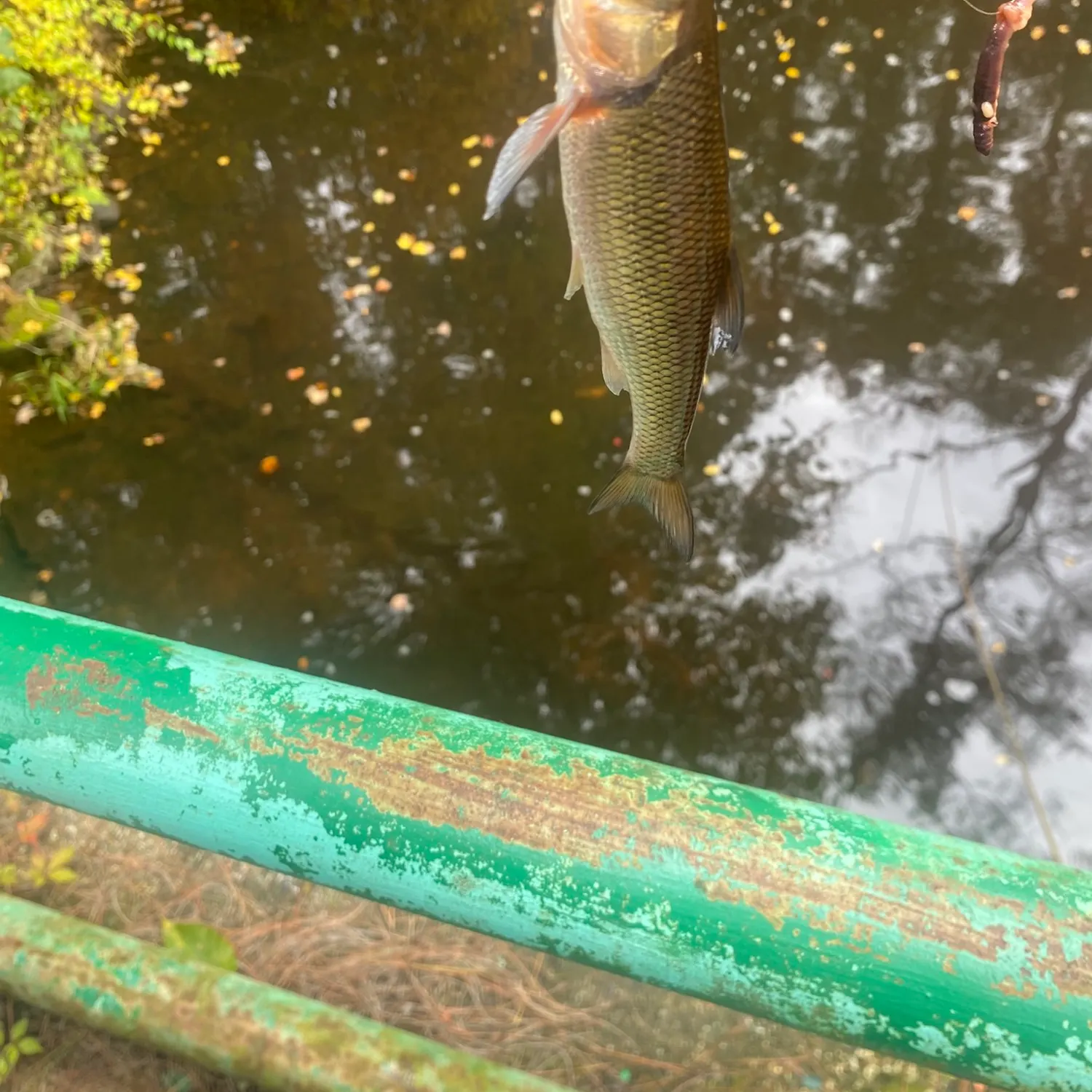 Fallfish caught on Fishbrain