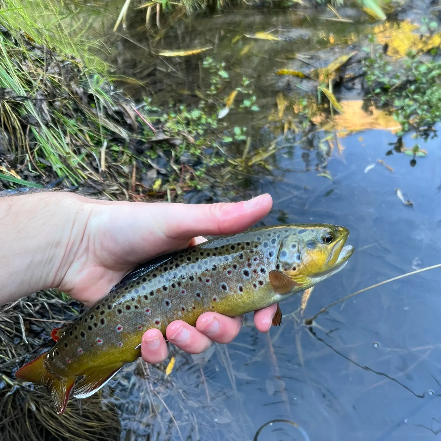 Brown trout caught on Fishbrain