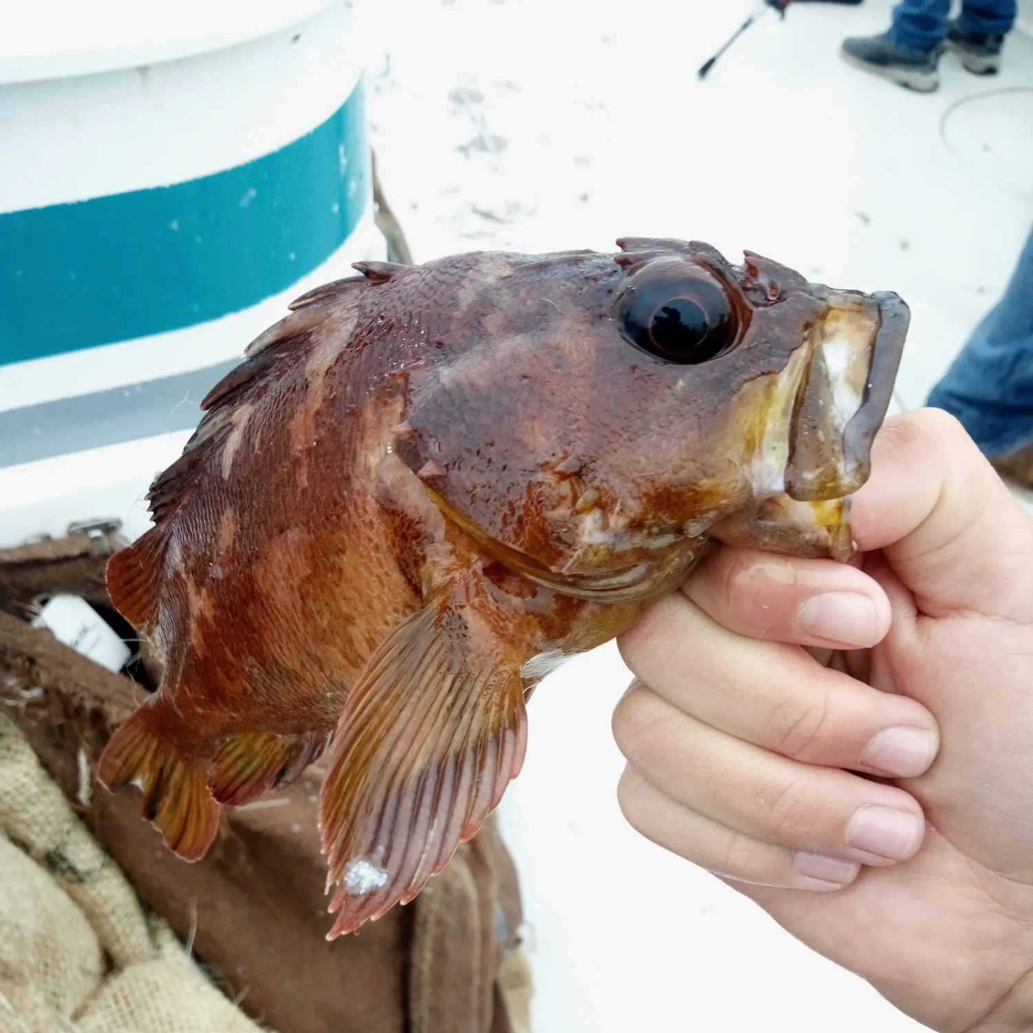 The most recent Gopher rockfish catches on Fishbrain