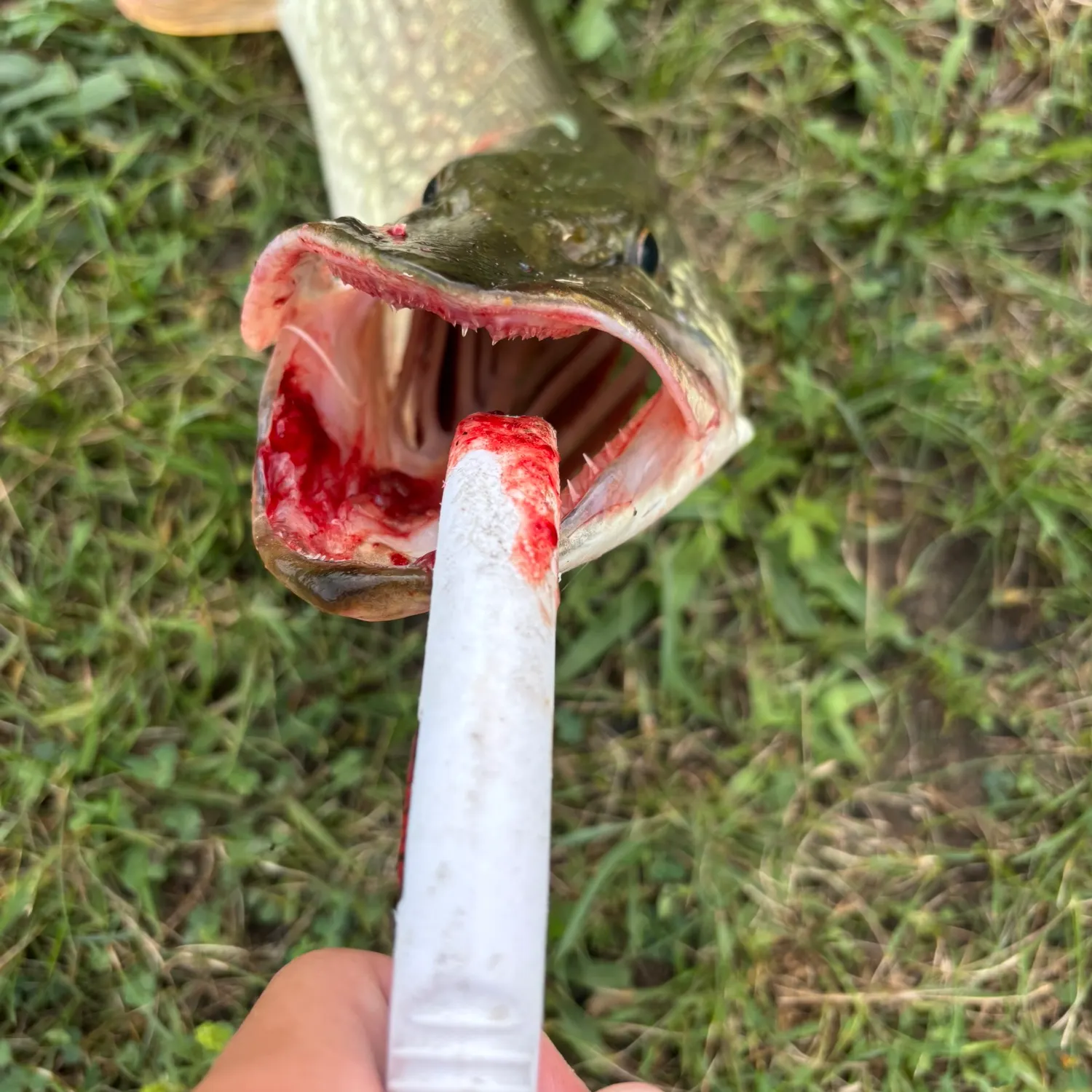 Northern pike caught on Fishbrain