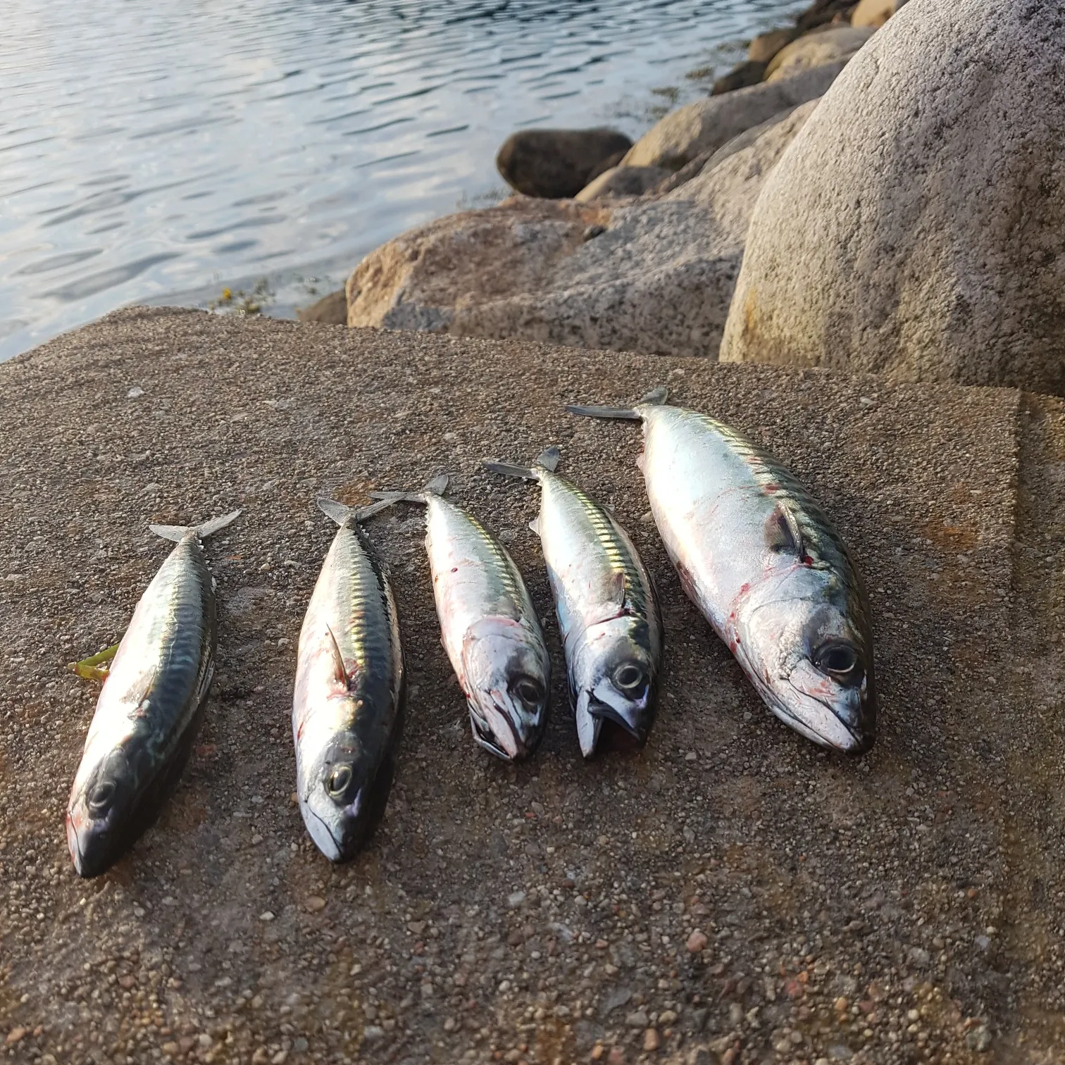 recently logged catches