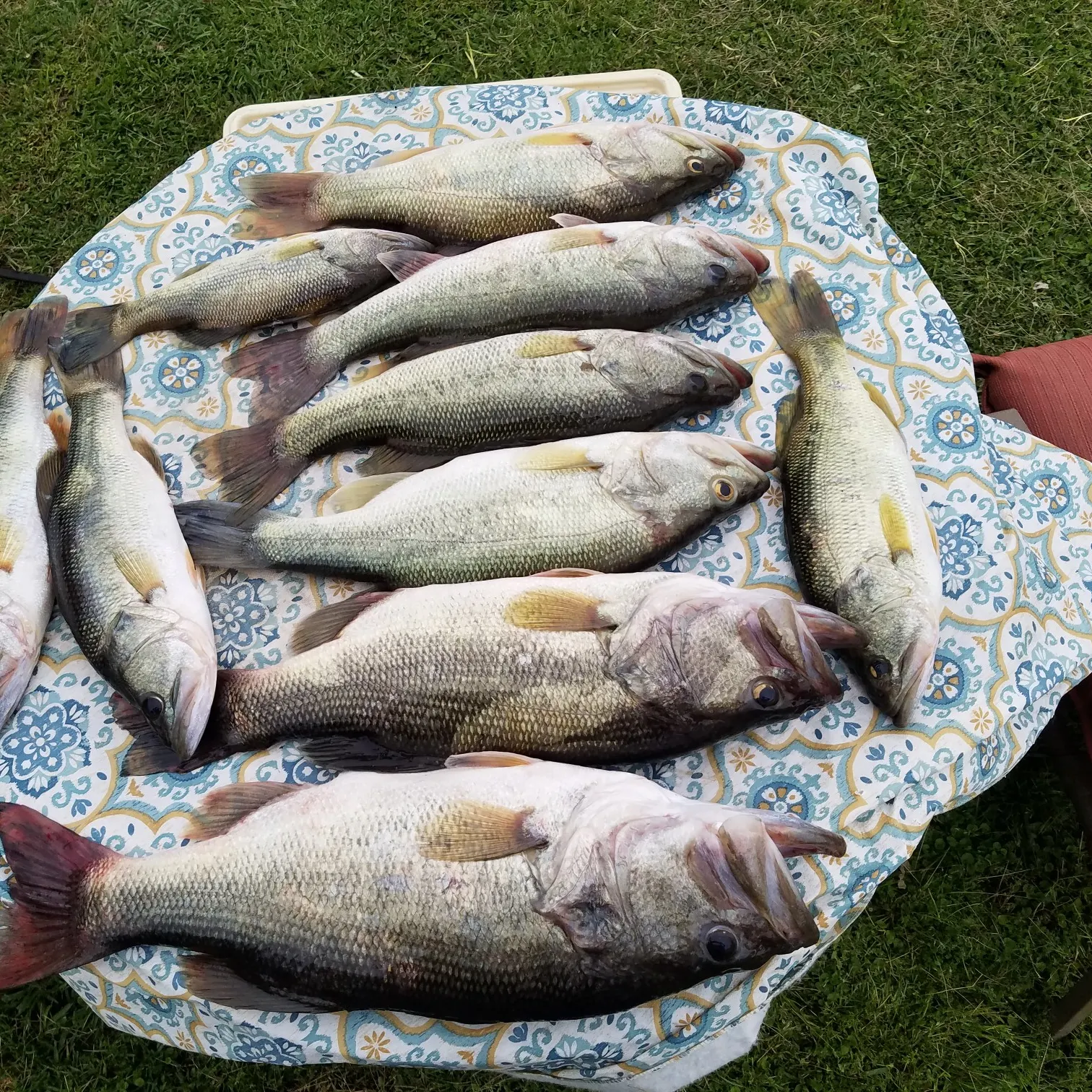 recently logged catches