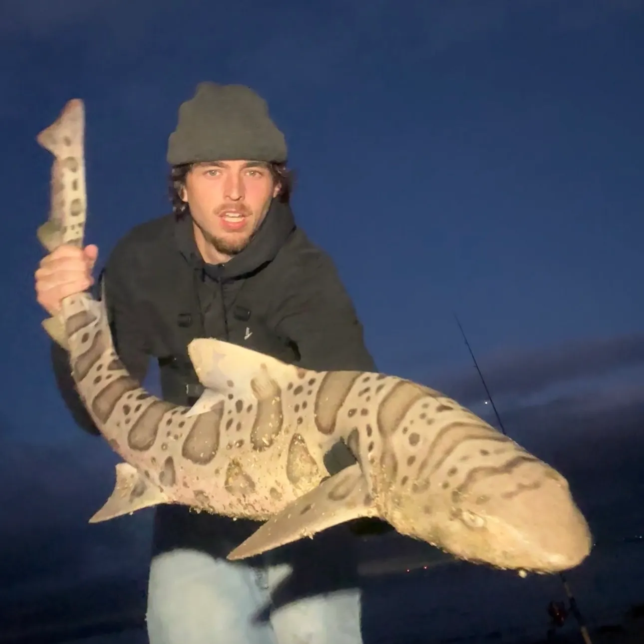 The most recent Leopard shark catches on Fishbrain