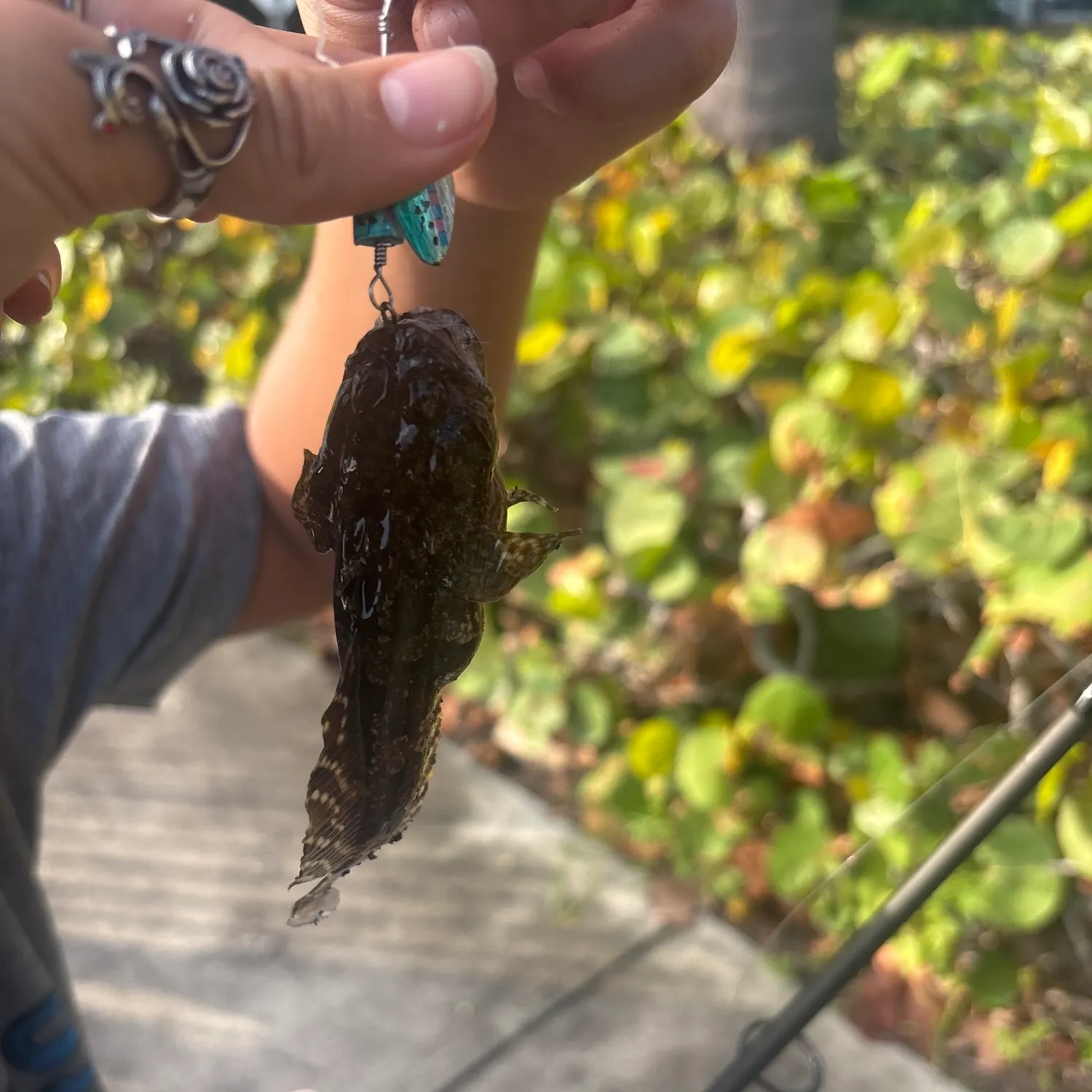 Gulf toadfish caught on Fishbrain