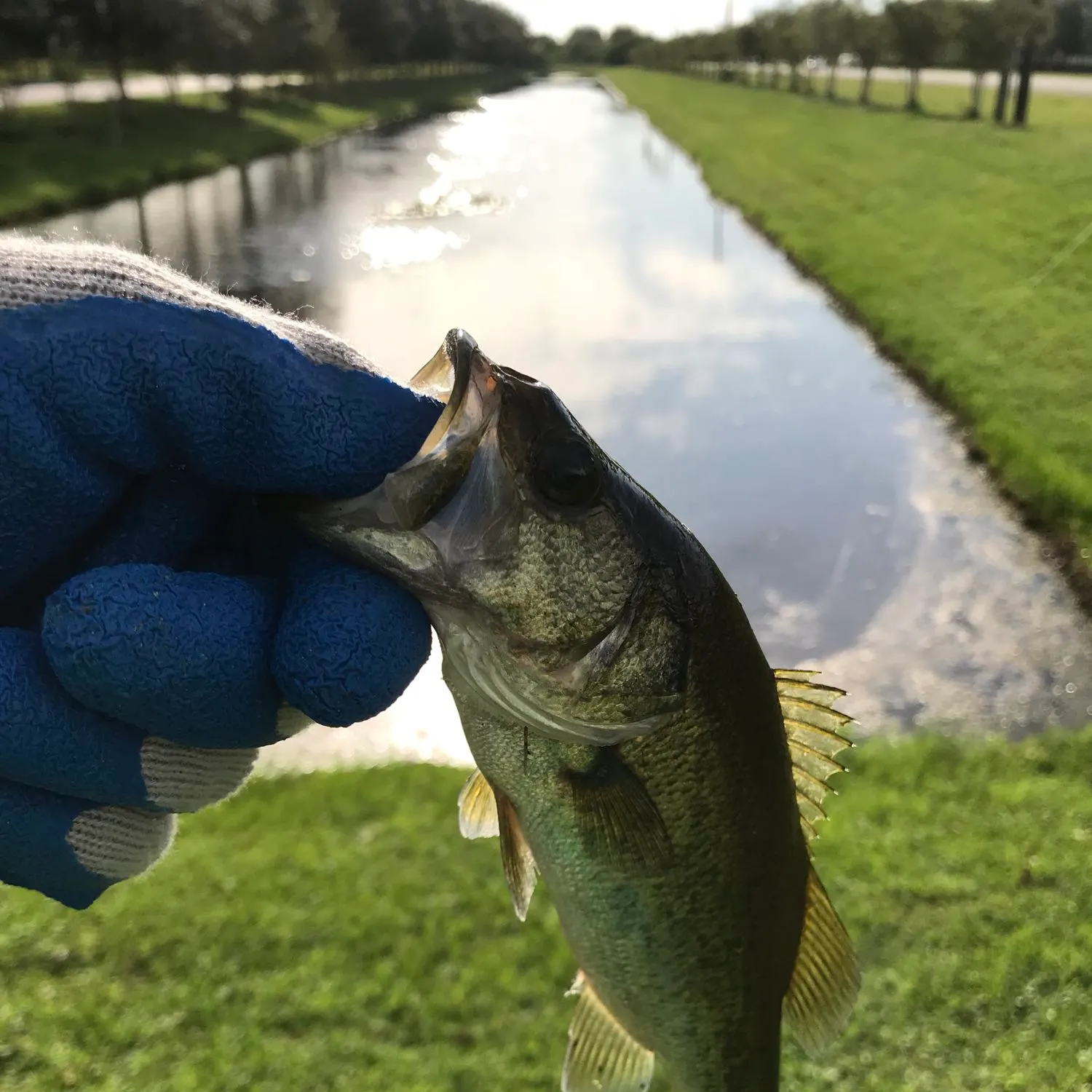 angler catch