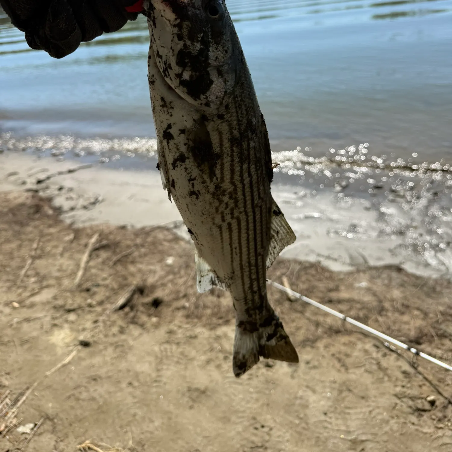 The most recent Striped bass catches on Fishbrain